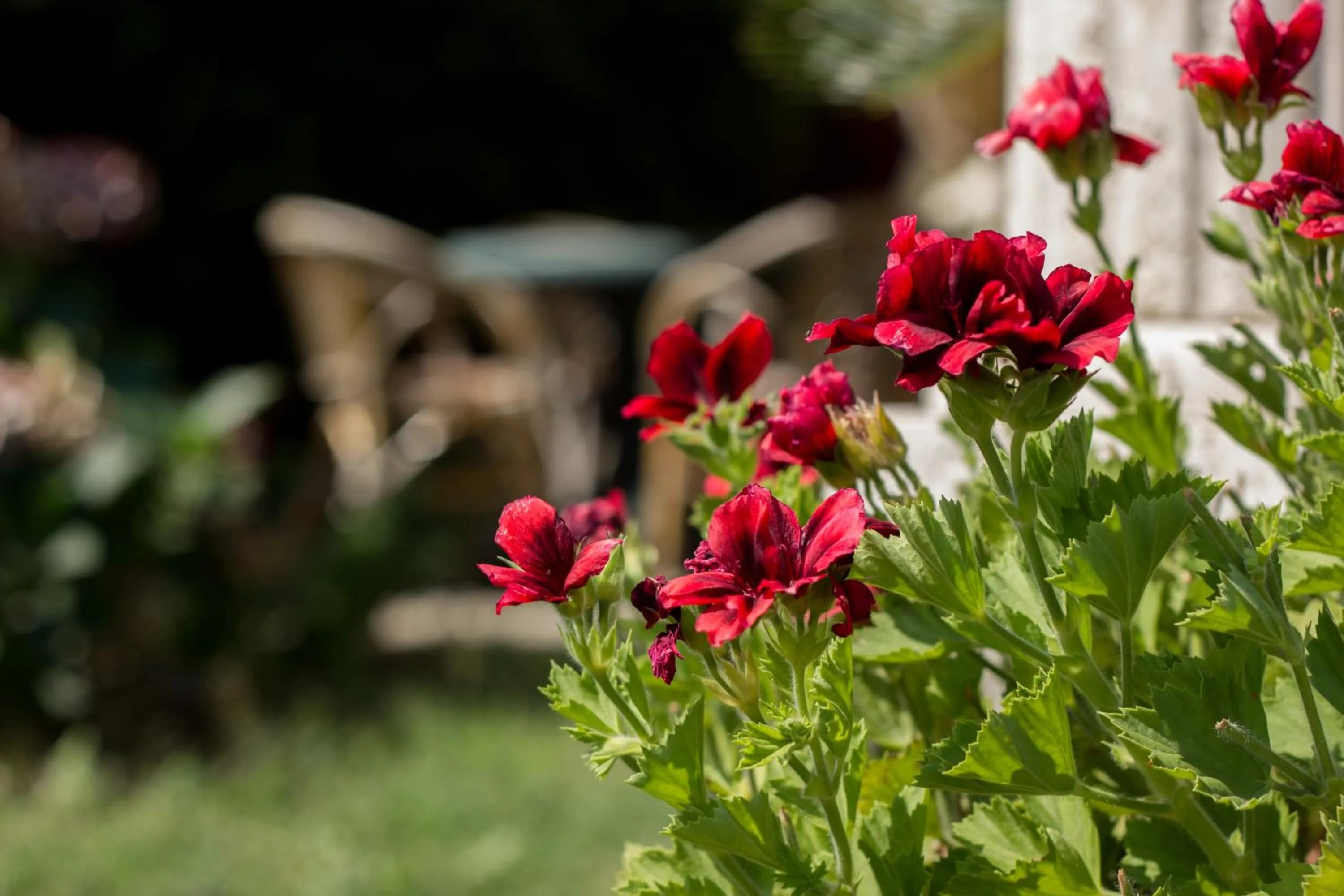 Garden in Villa Donna Fausta