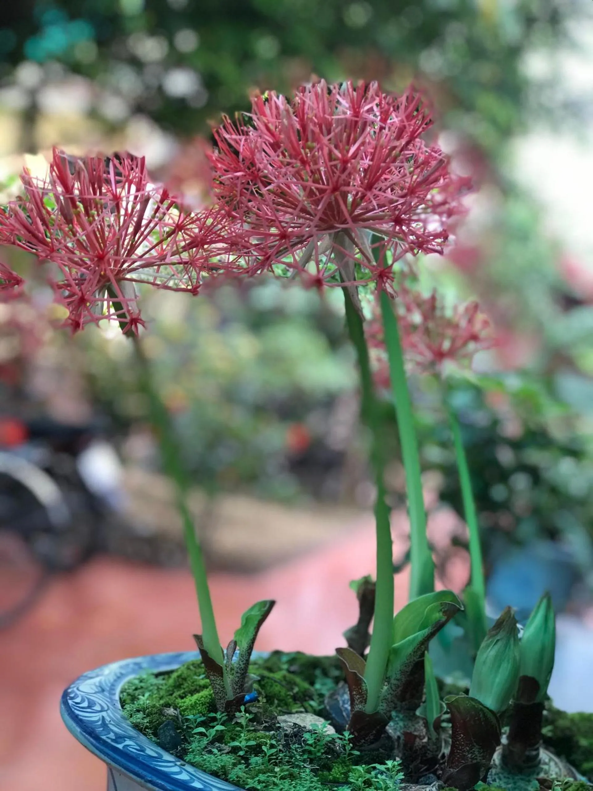 Garden in Tam Coc Rice Fields Homestay