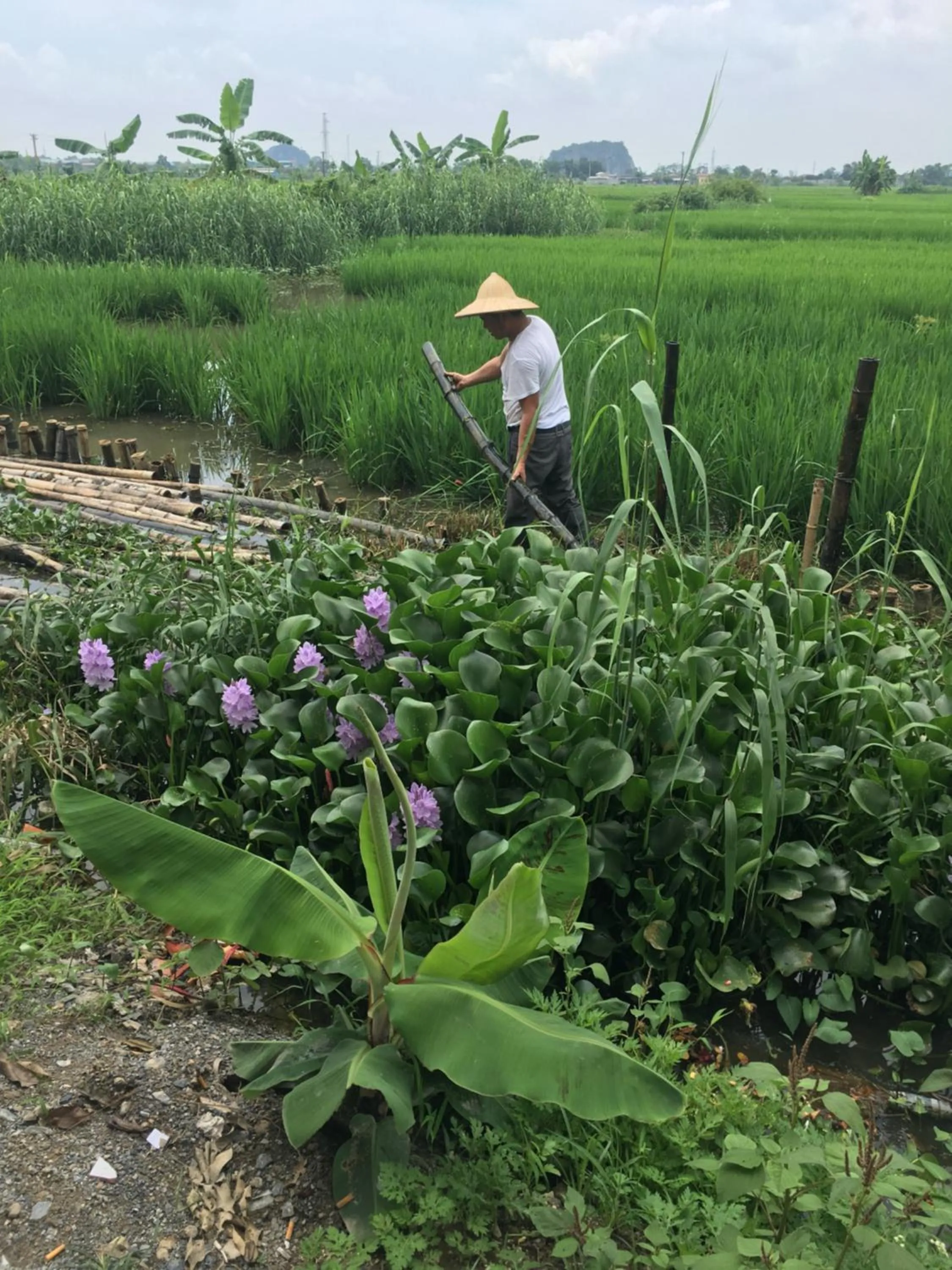 Neighbourhood in Tam Coc Rice Fields Homestay