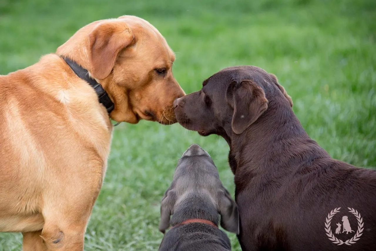 Animals in Landpension Pferdekoppel - B&B - Self Checkin