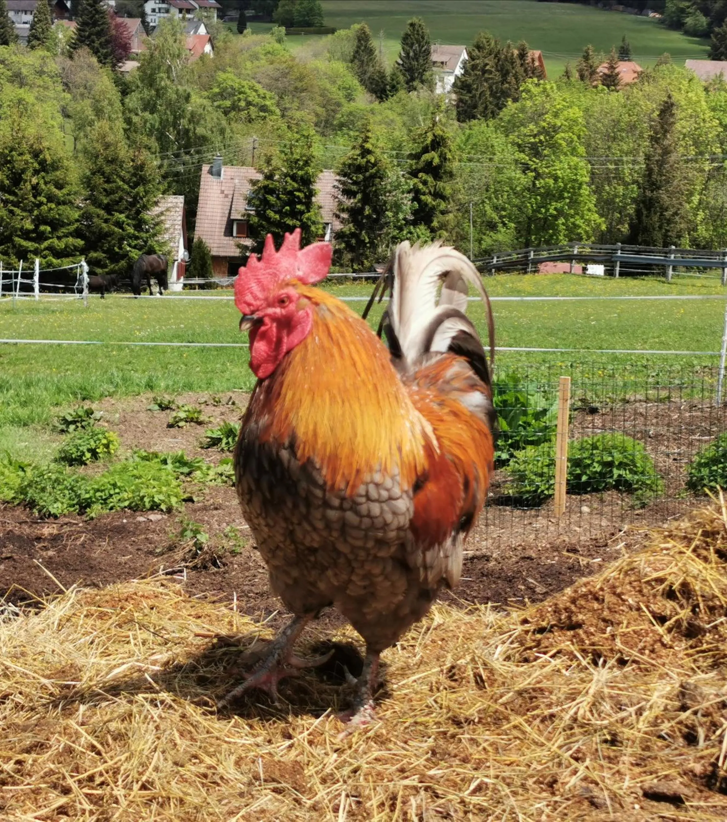 Animals in Landpension Pferdekoppel - B&B - Self Checkin