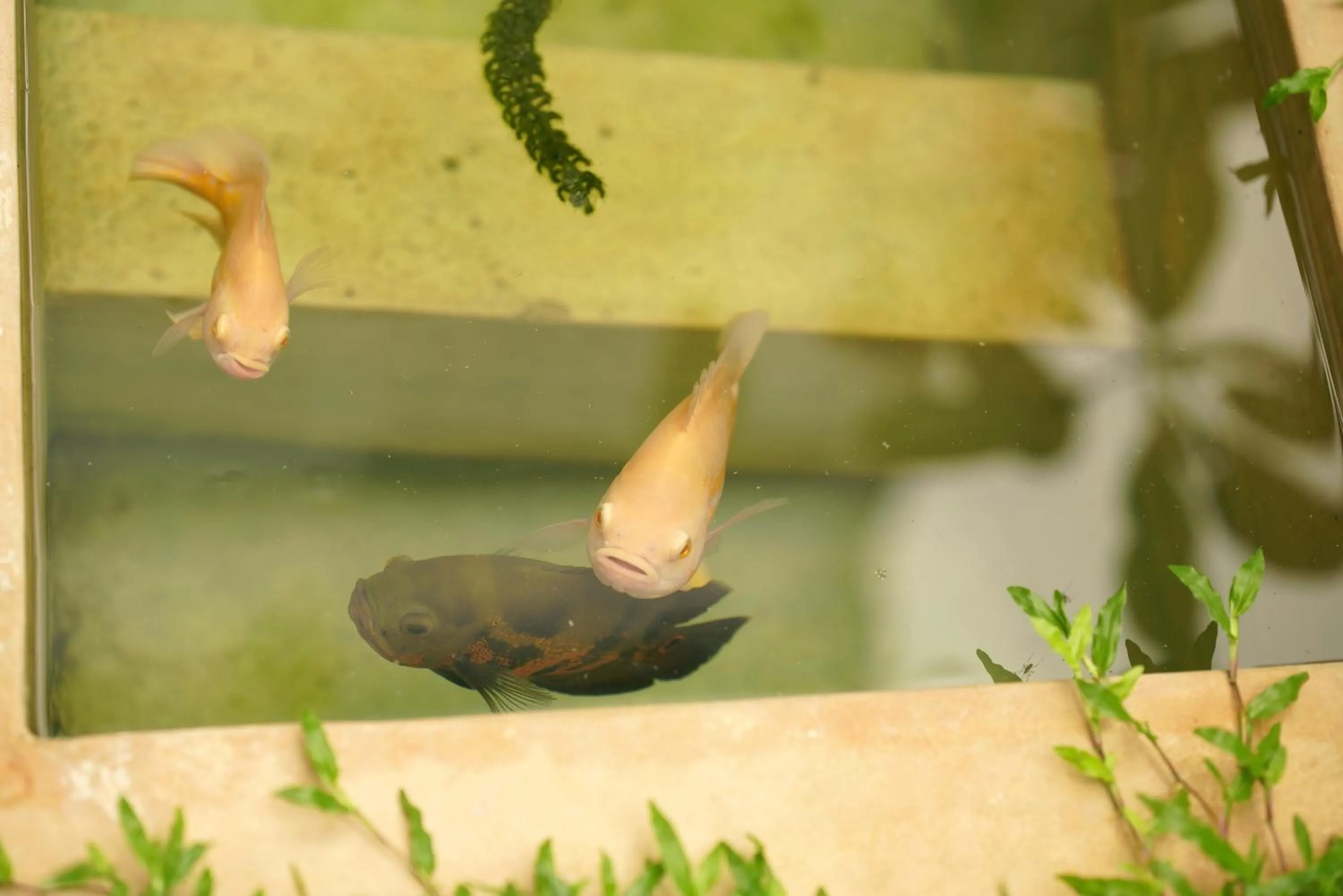 Animals in Temple Tree