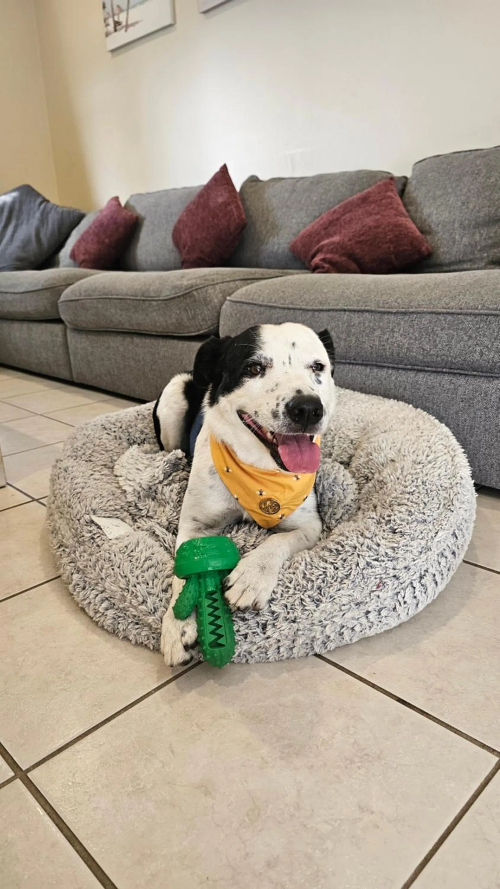 Pets in Barrack Point Holidays