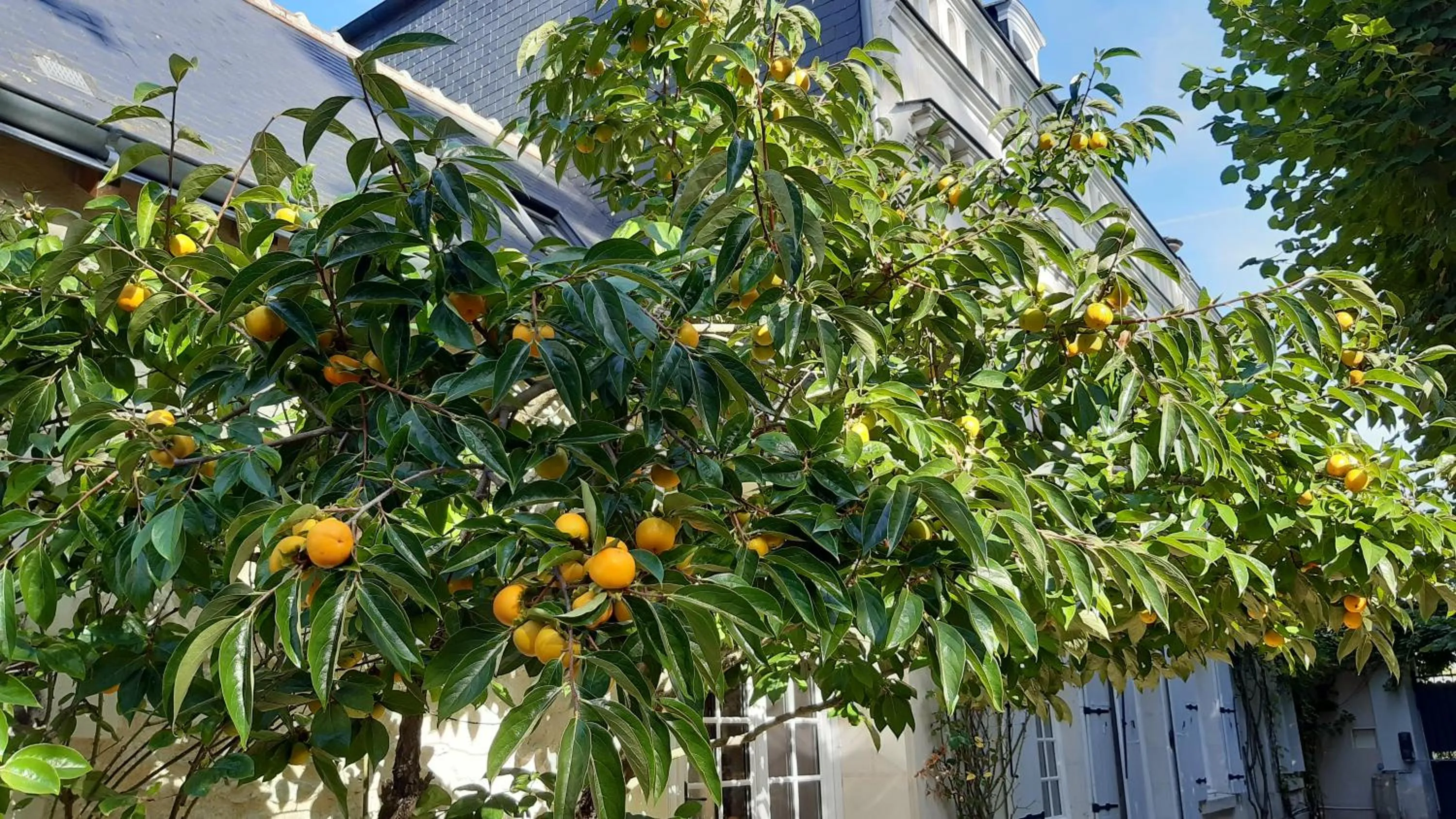 Garden view in La Héraudière Bed & Breakfast