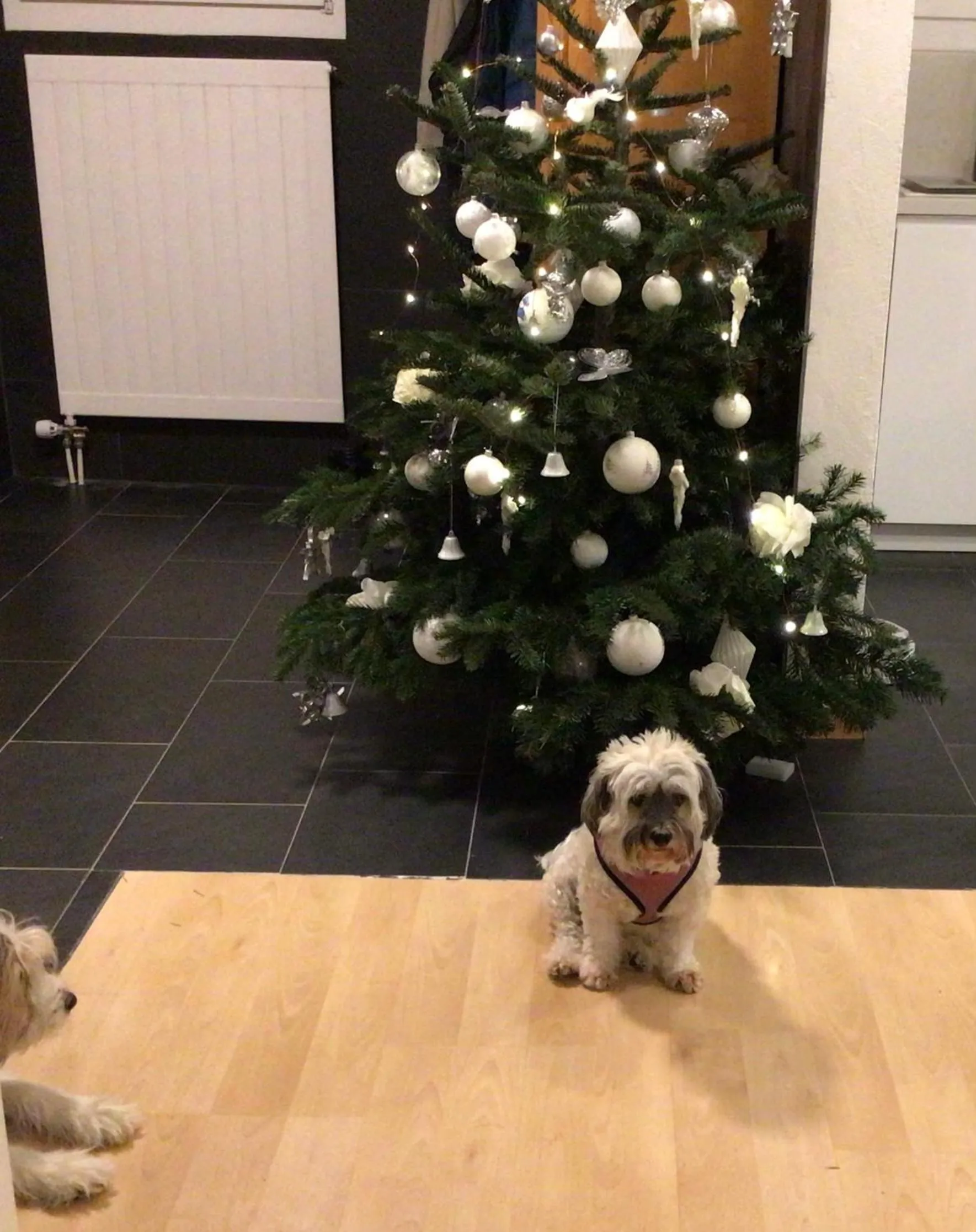 Pets in Disentiserhof