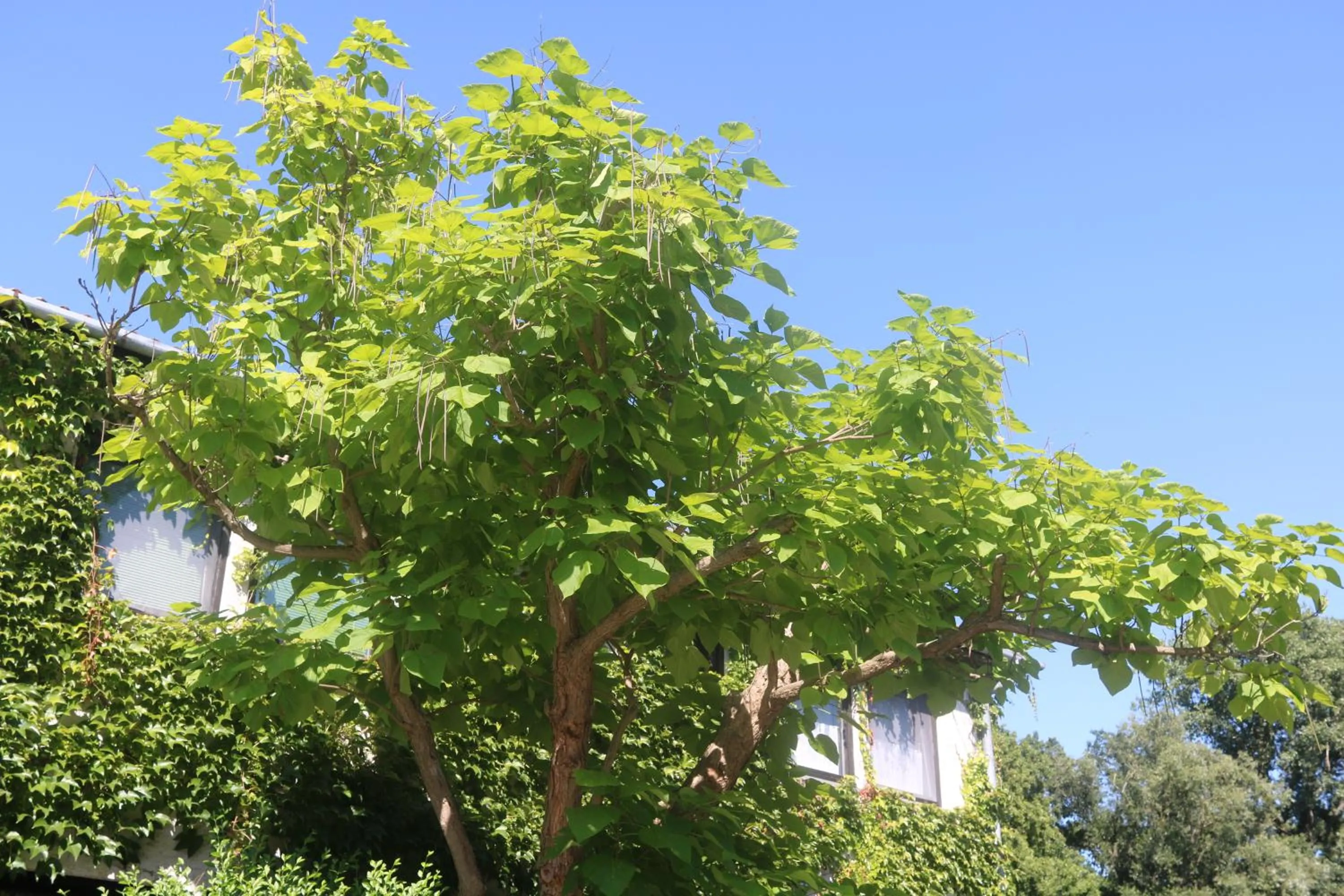 Patio in Spreewaldhotel Garni Raddusch