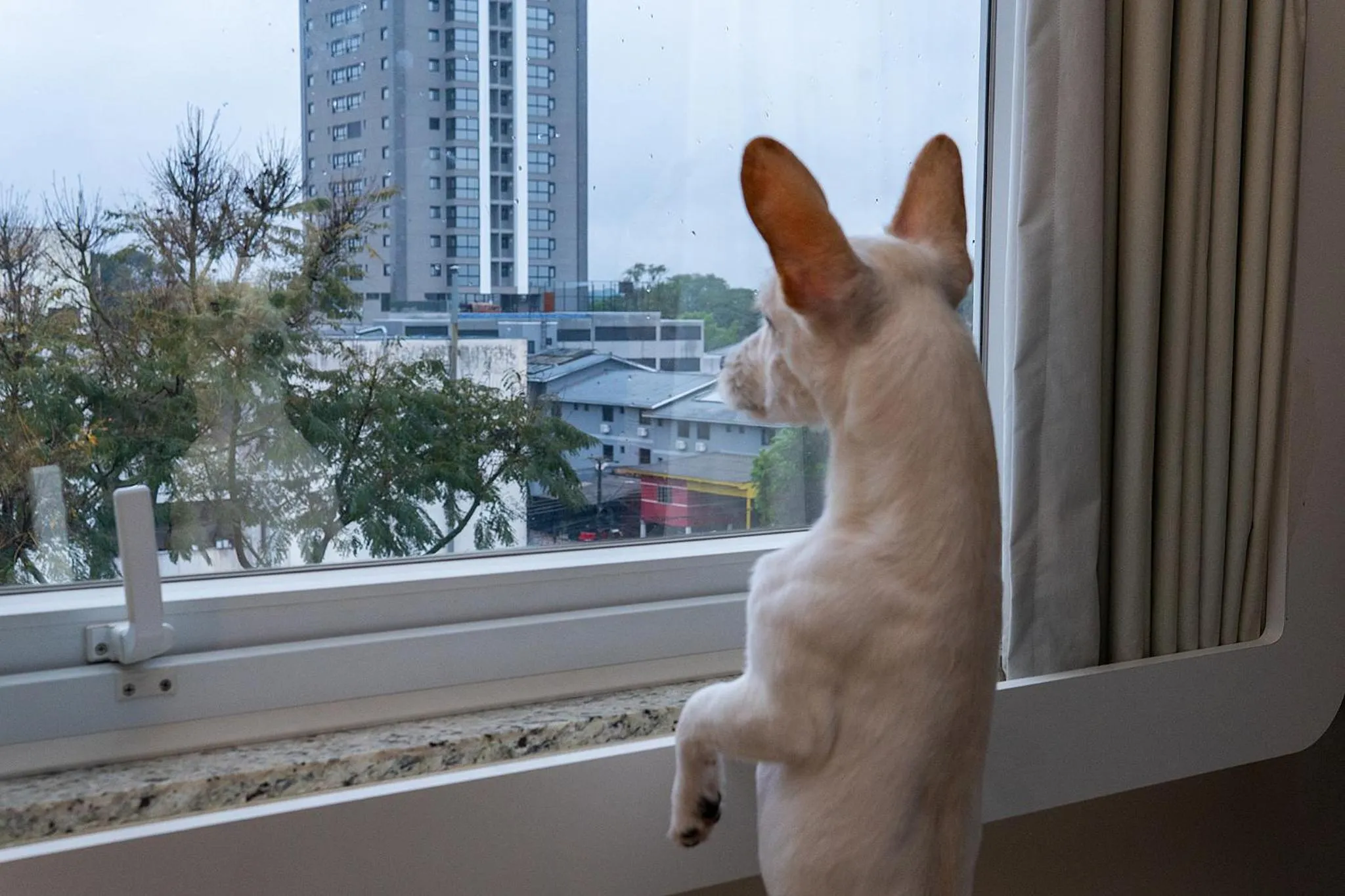 Pets in ibis budget Foz do Iguaçu