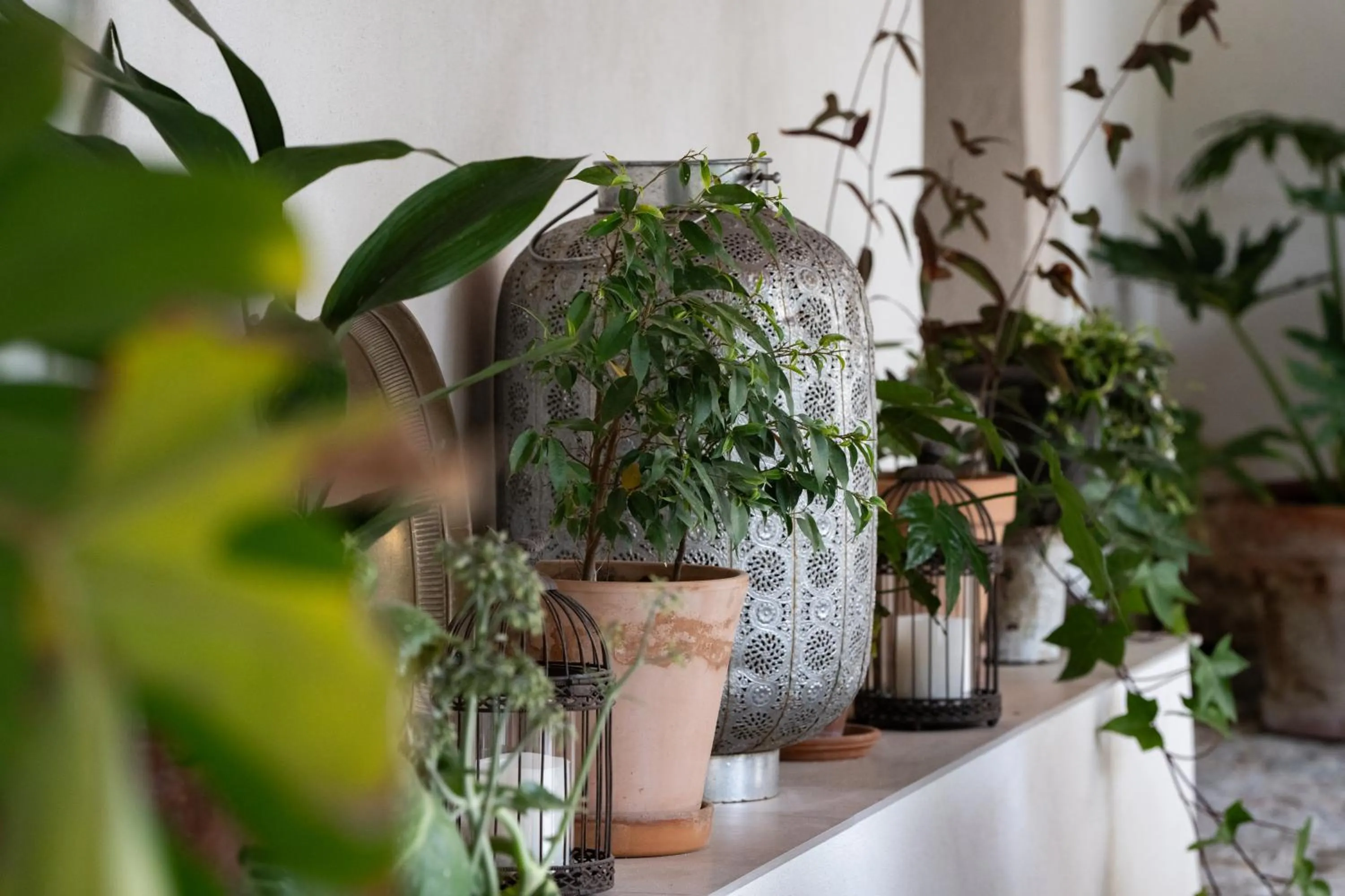 Garden in Agroturismo Son Boronat