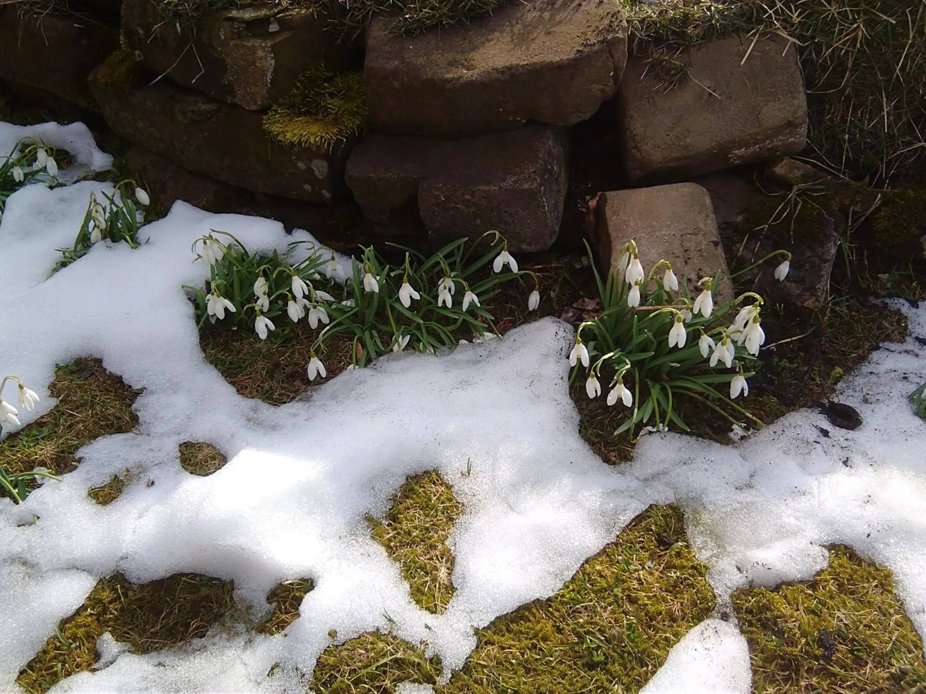 Garden view in Willa Koisowka