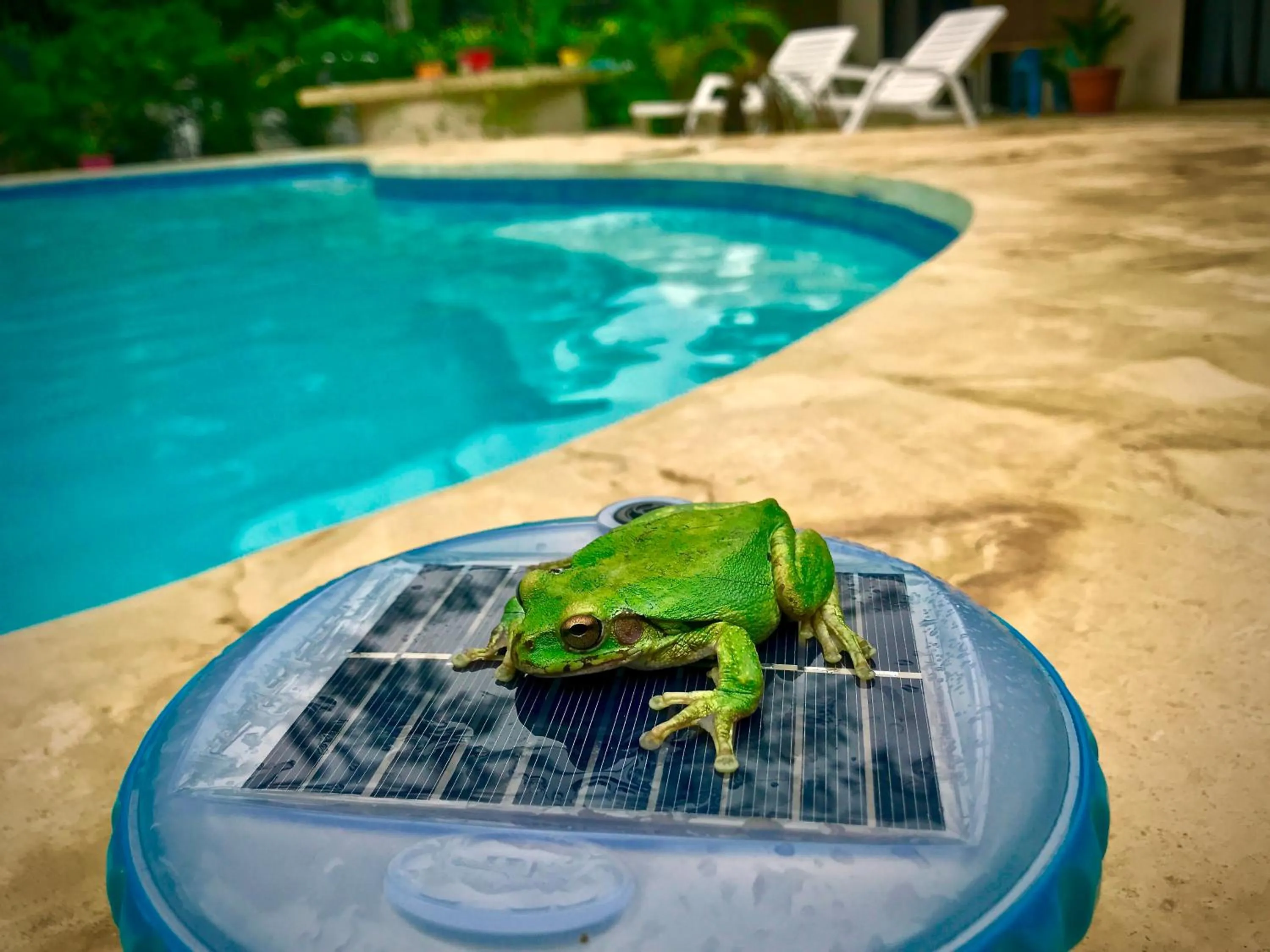 Pool view in Surfside Mar Y Posa