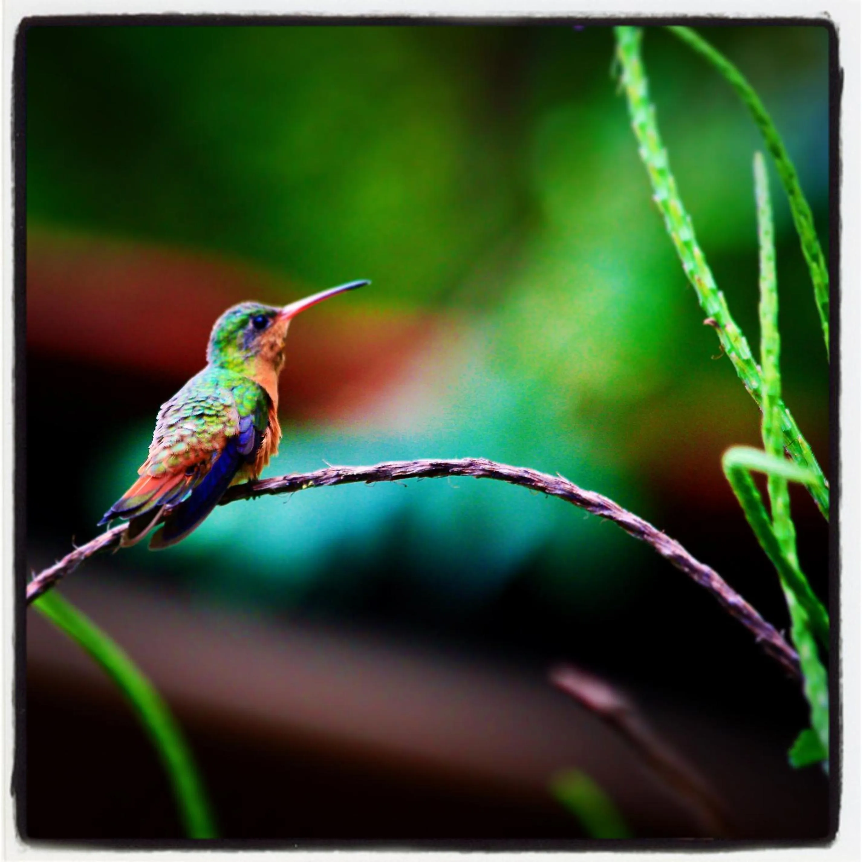 Animals in Surfside Mar Y Posa