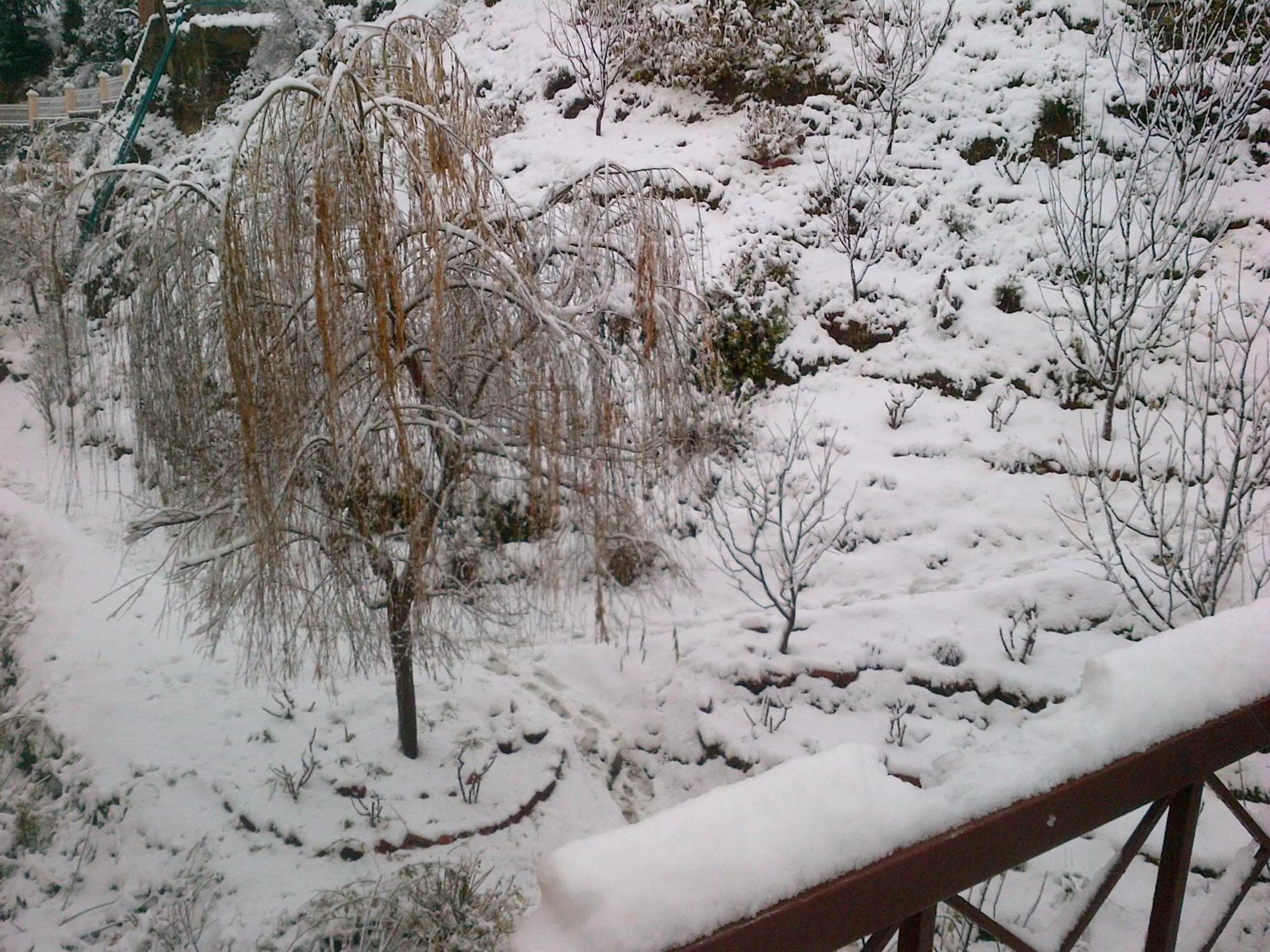 Natural landscape in Toshali Royal View ,S H I M L A