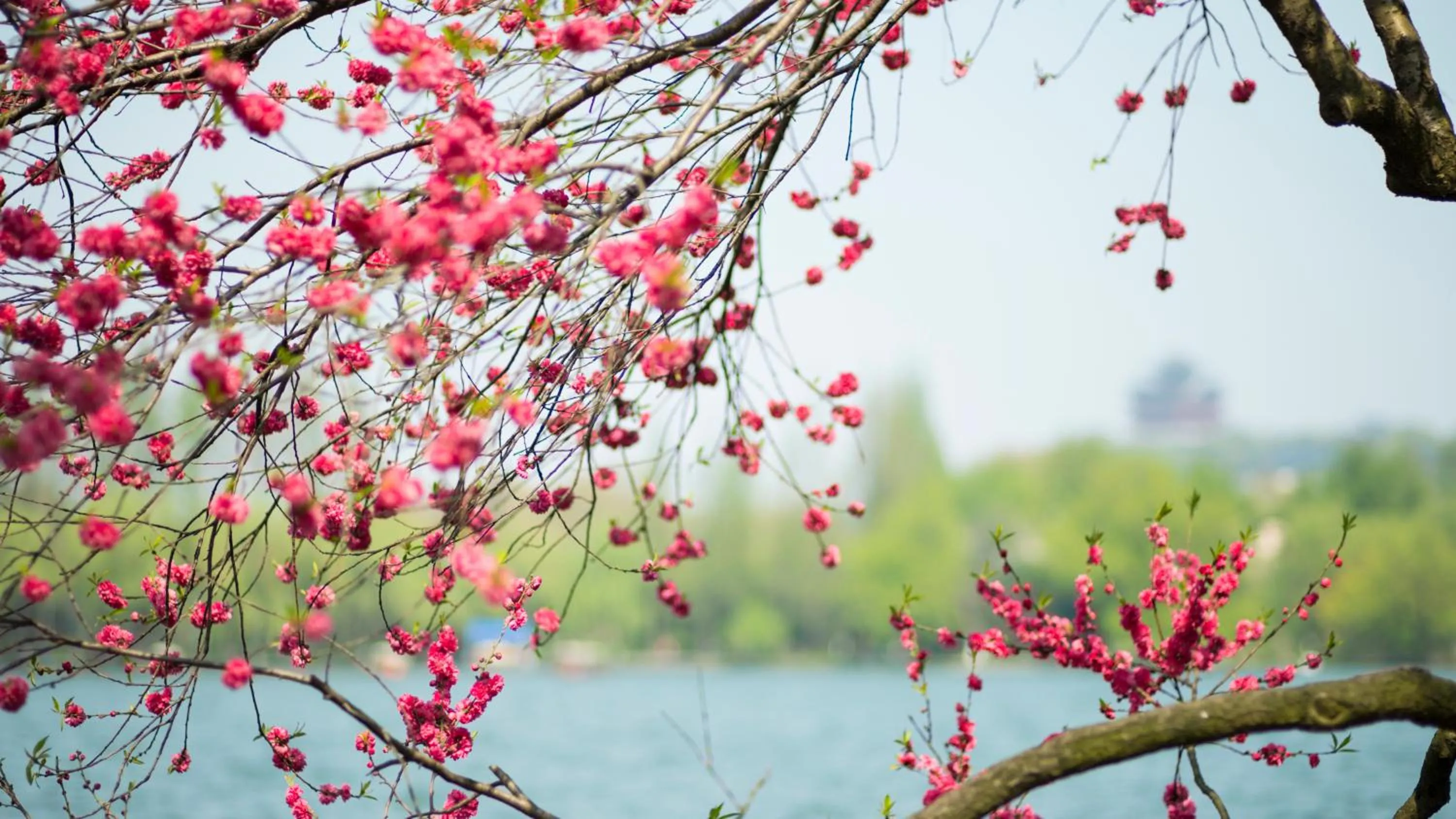 Spring in Zhejiang Xizi Hotel