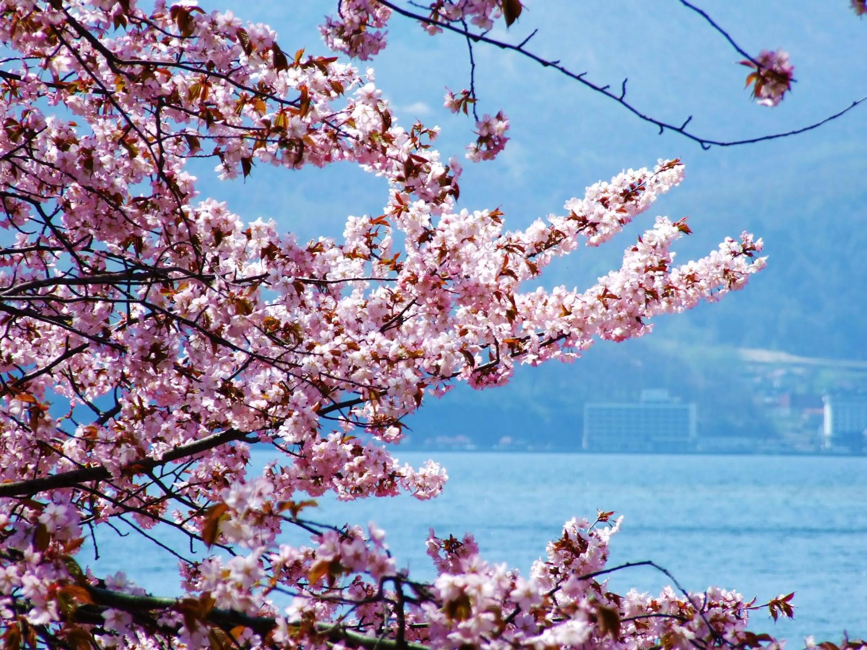 Natural landscape in Vignette Collection The Windsor Hotel TOYA by IHG