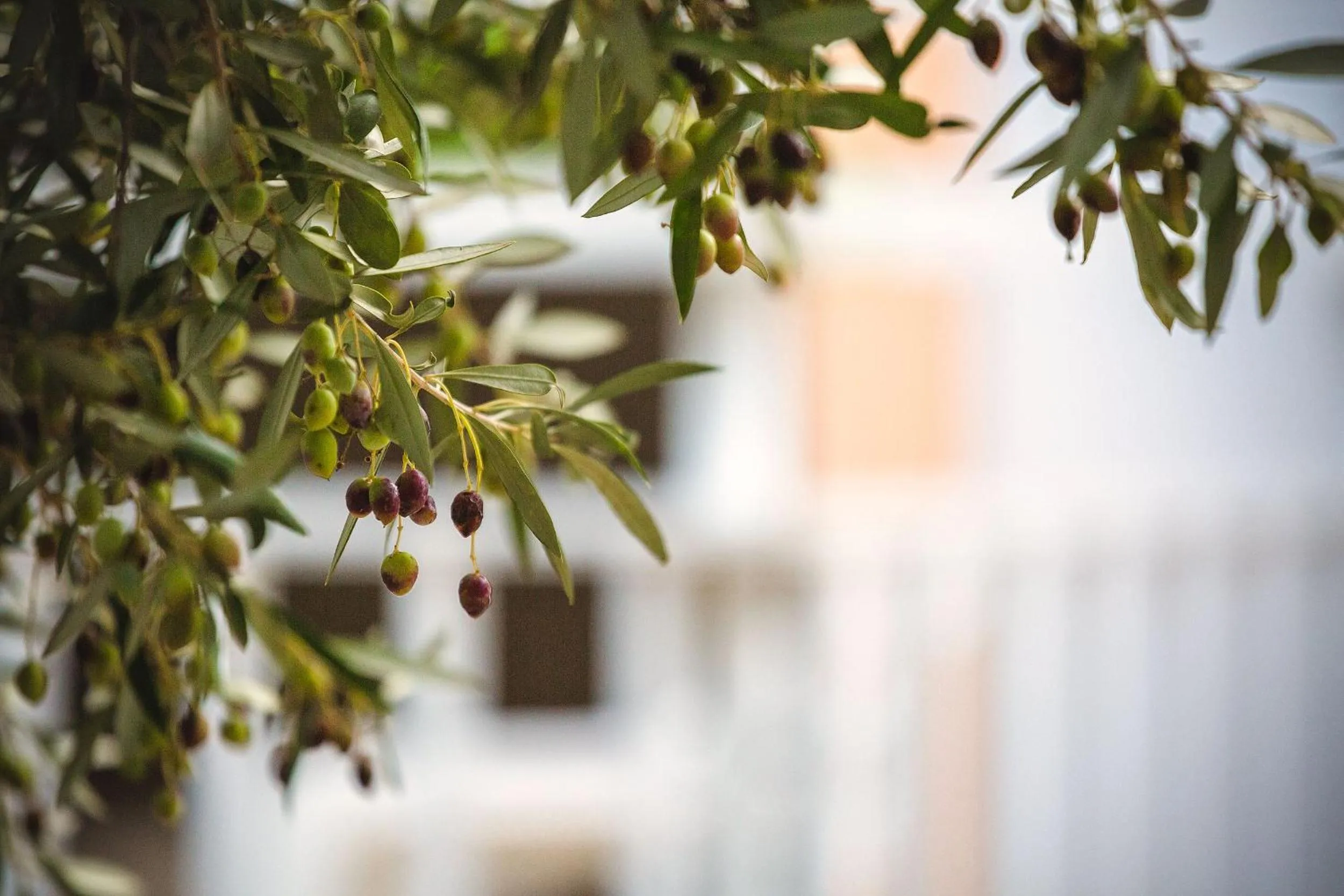 Primavera Paradise Apartments