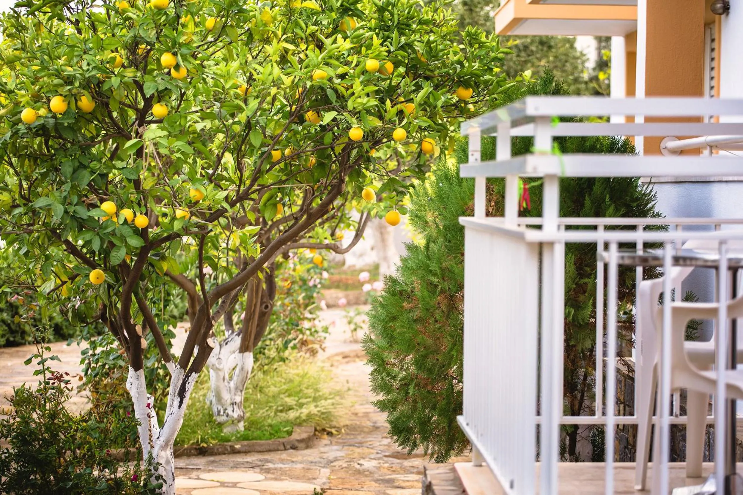 Garden in Primavera Paradise Apartments