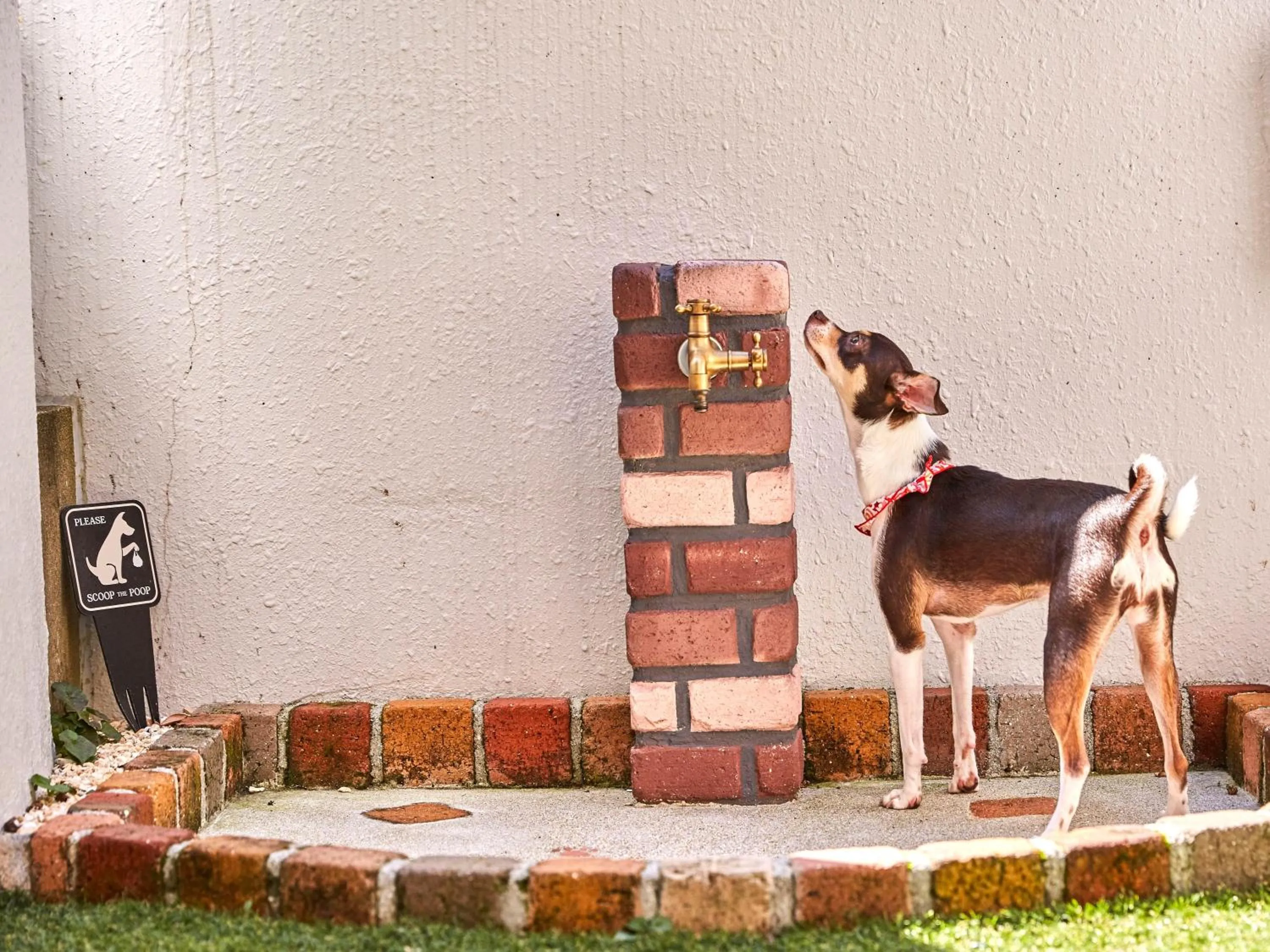 Pets in Riverside Arashiyama
