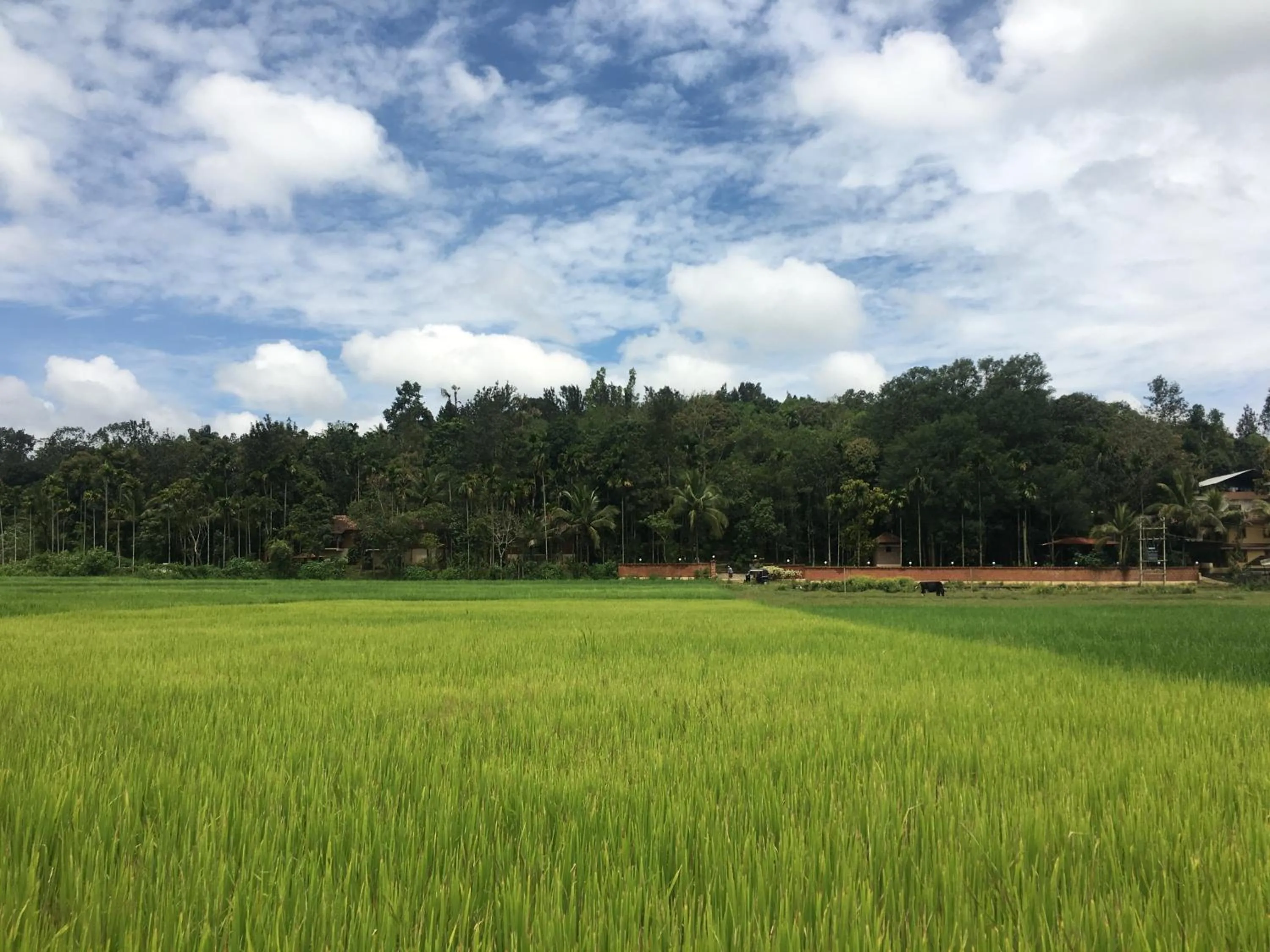 Natural landscape in Raindrops Resorts Wayanad