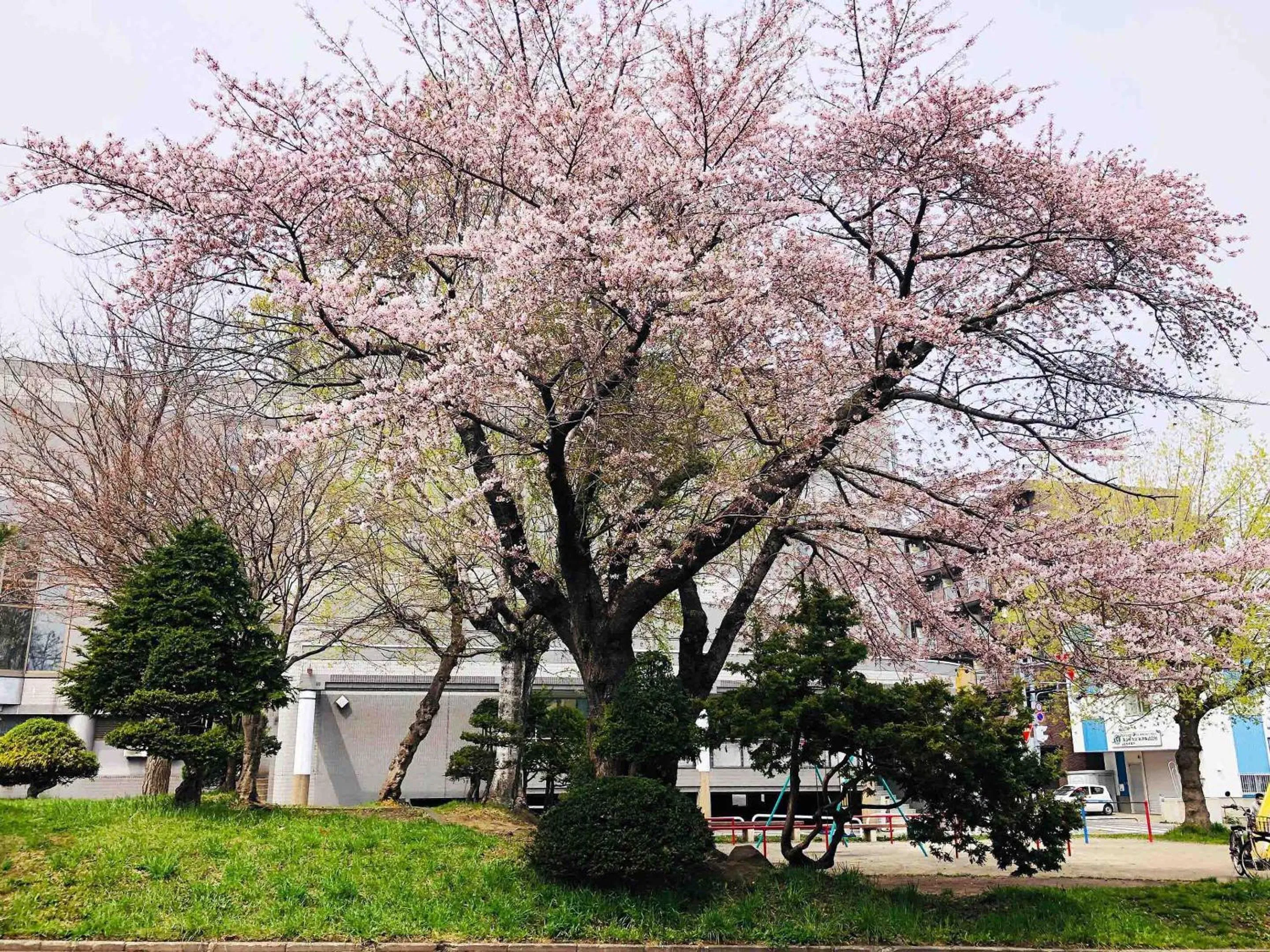 Off site in Guesthouse Otaru Wanokaze