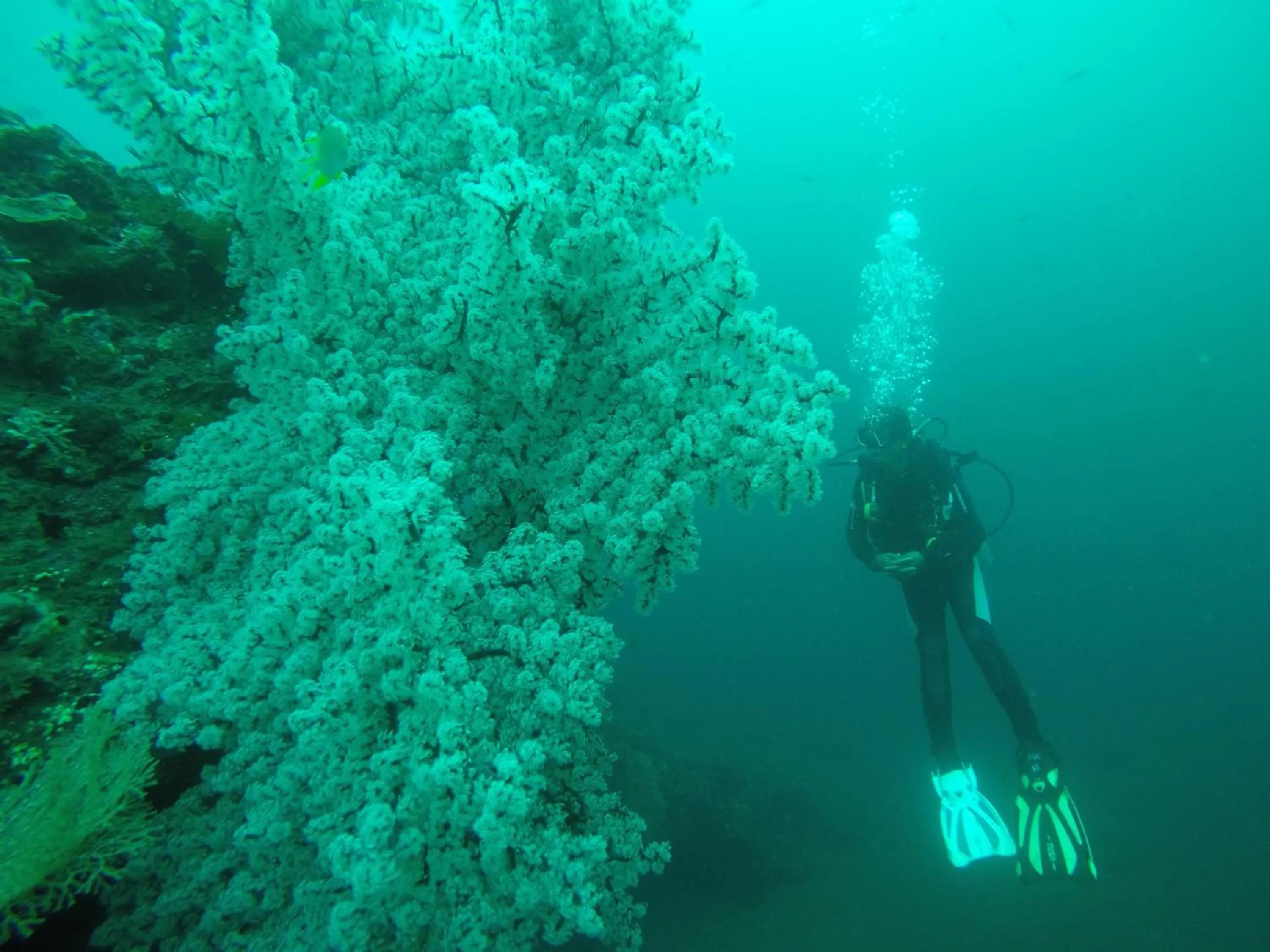 Diving in Ocean View Tulamben Dive & Resort