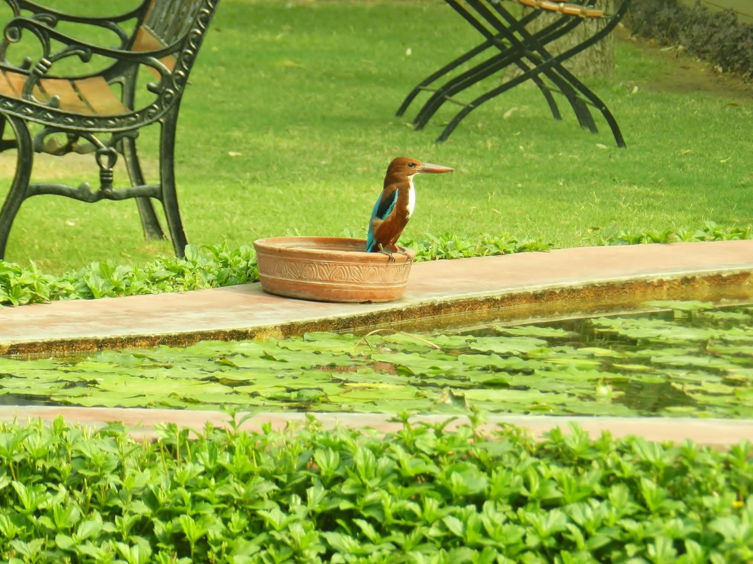 Garden in Hotel Jai Niwas