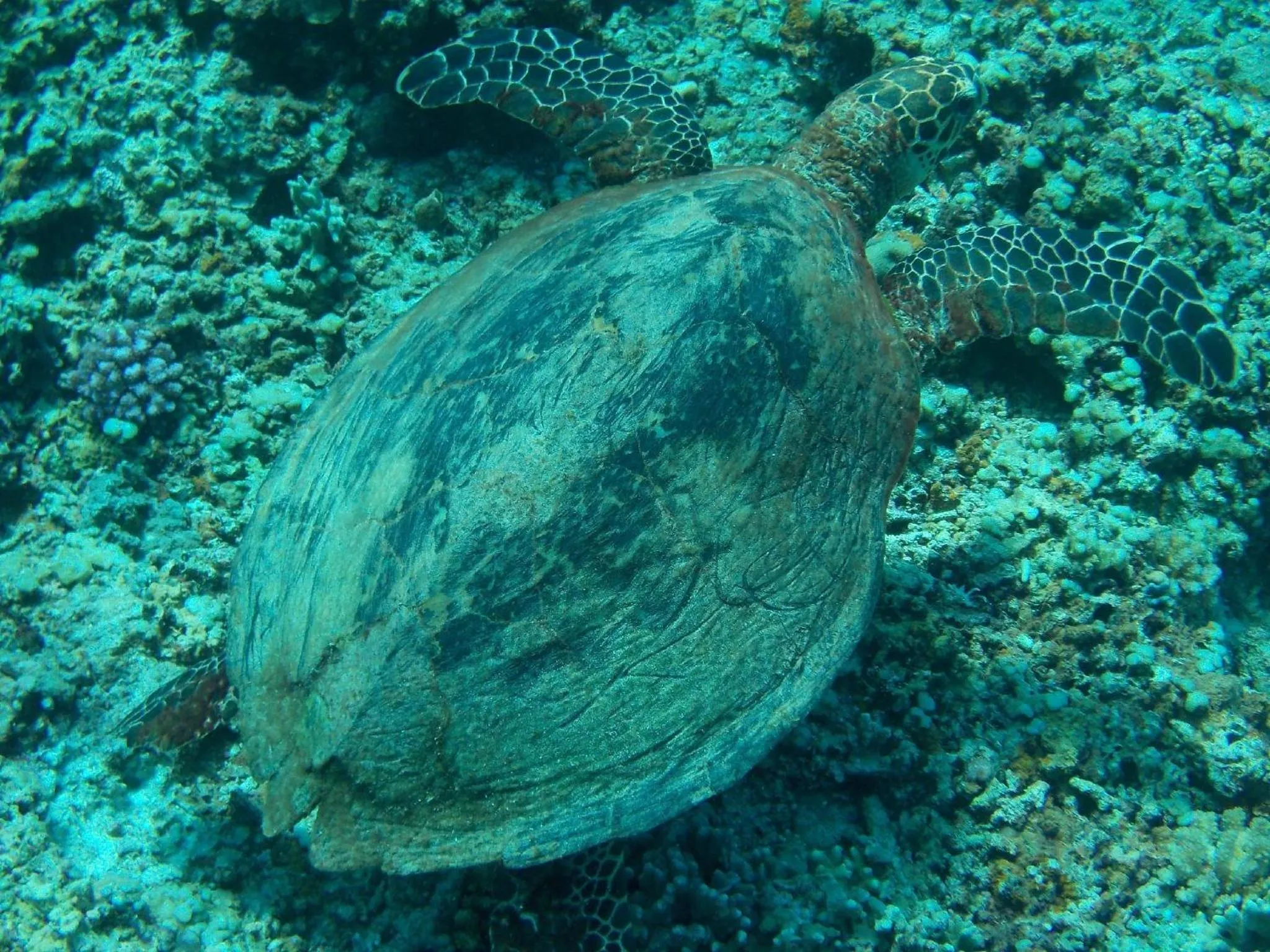 Diving in Sablayan Gustav's Place Silver Beach Dive Resort