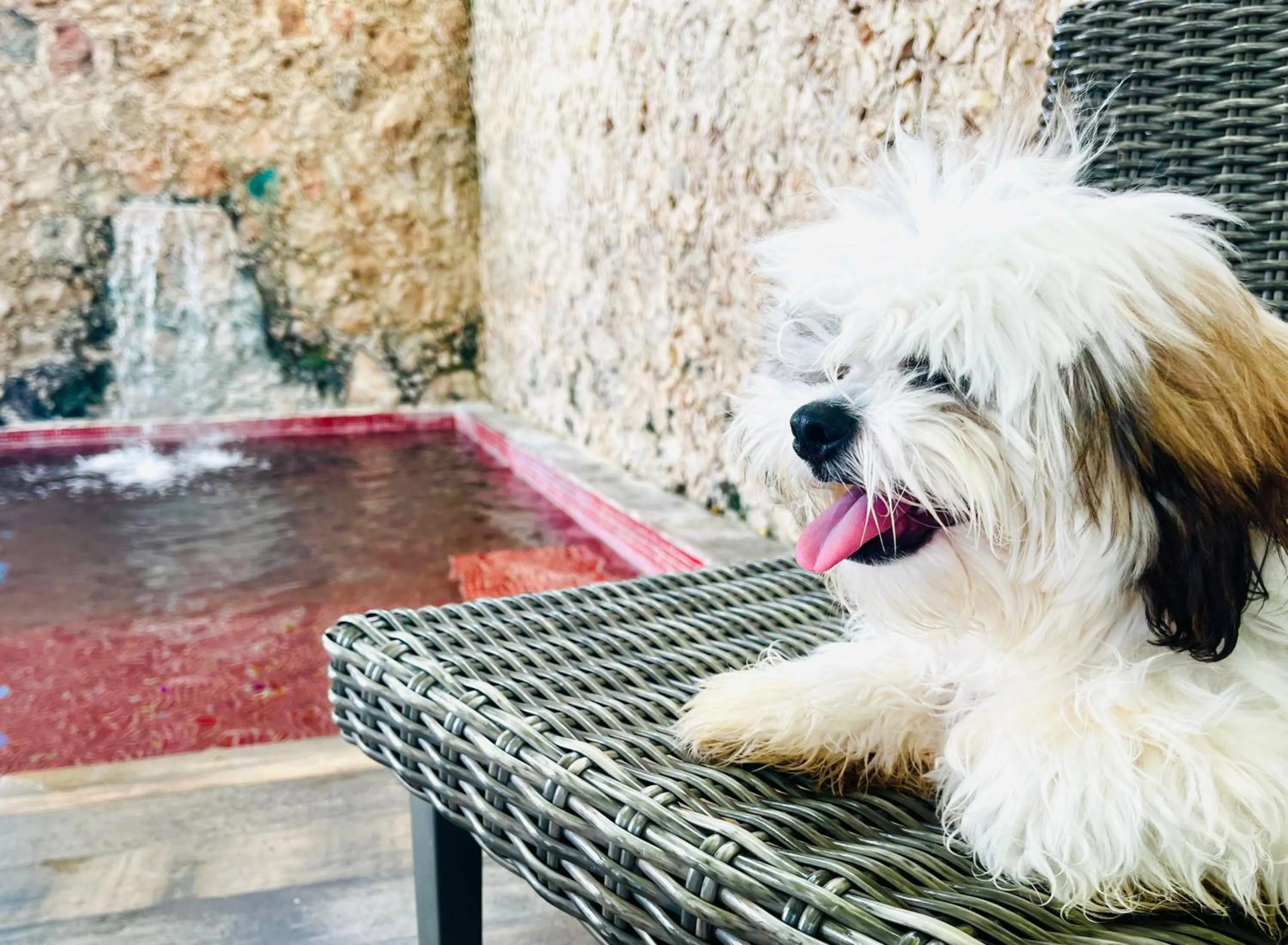 Pets in Hotel Maculís