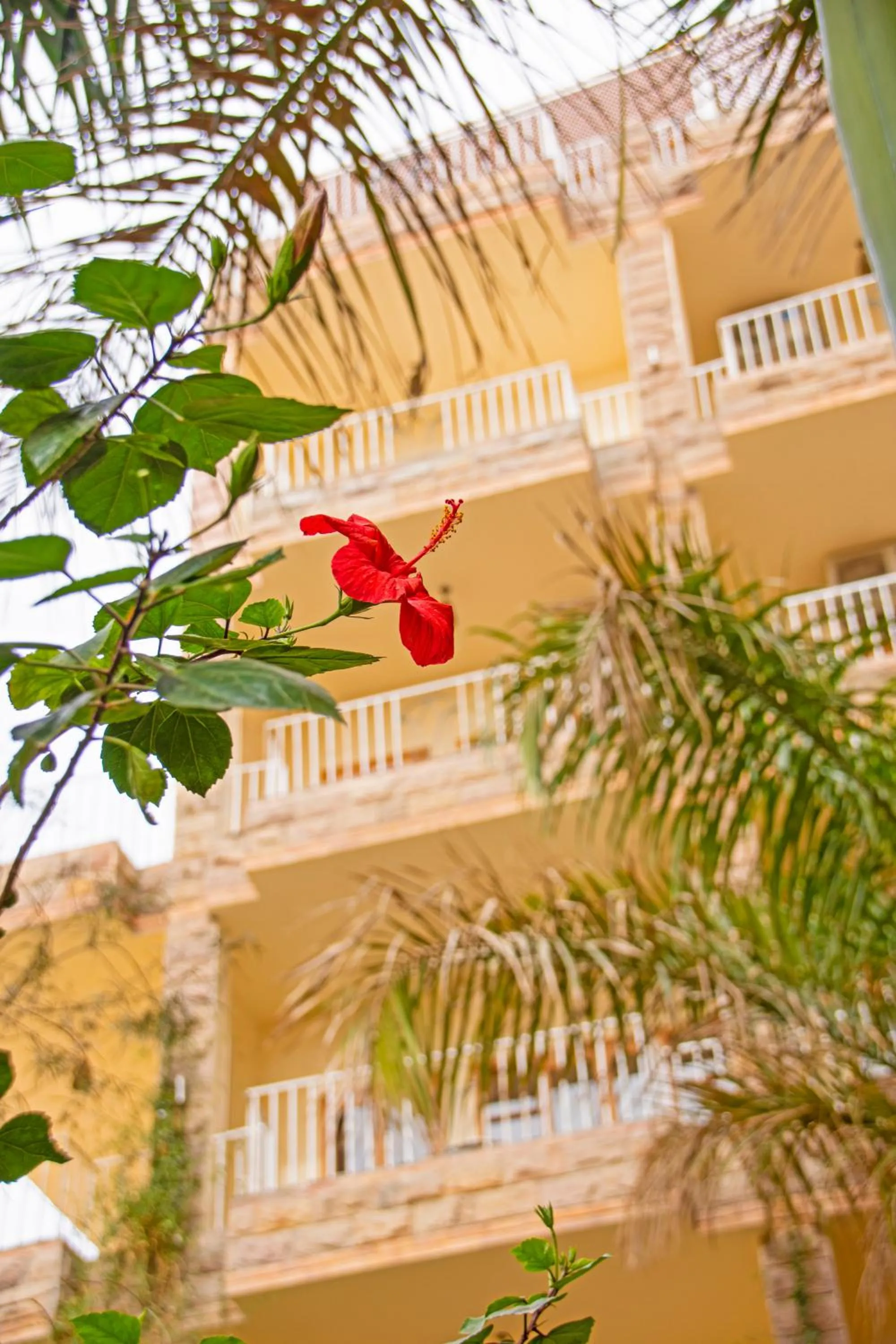 Garden view in Thebes Hotel