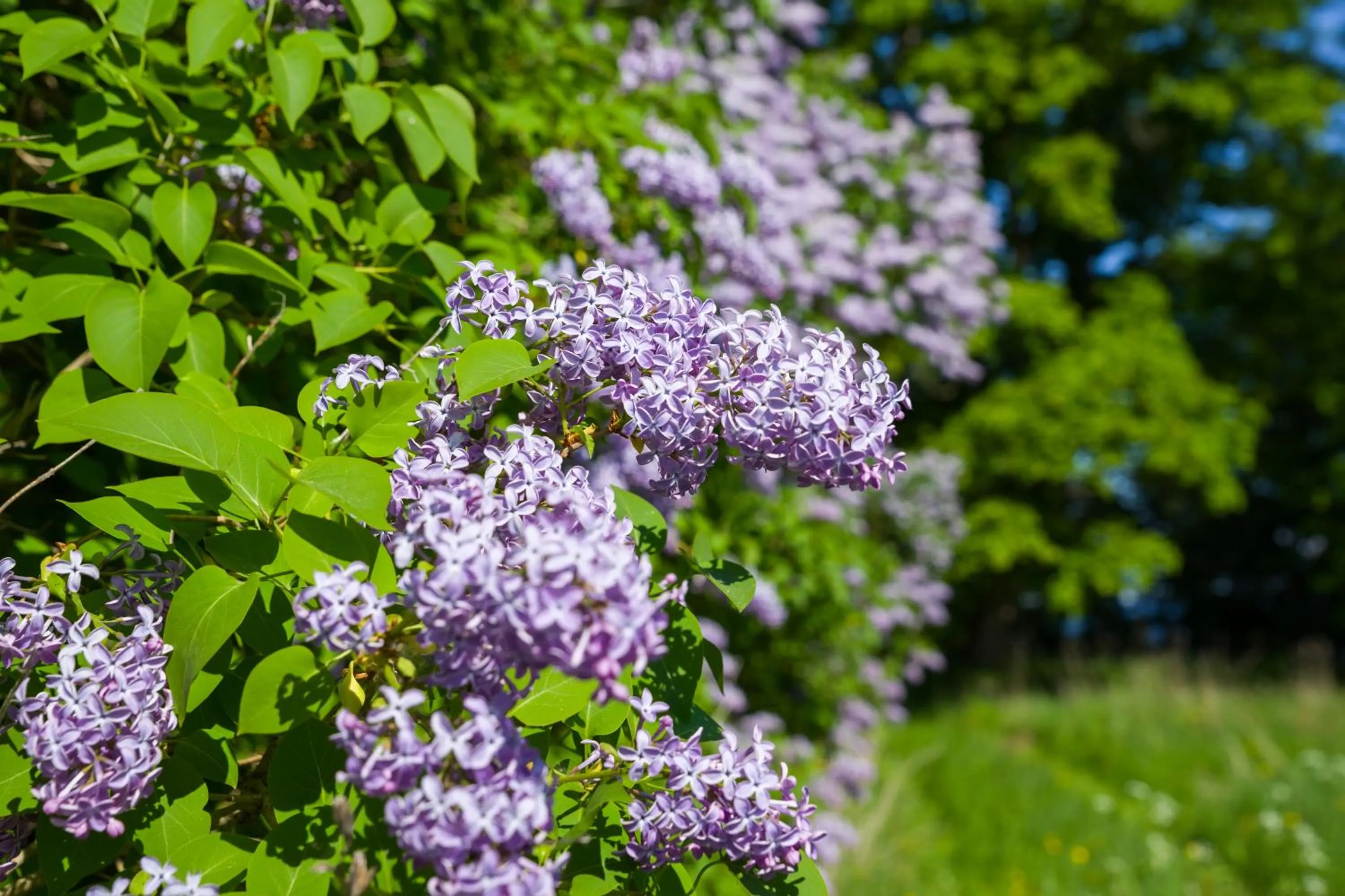 Summer in Saka Manor