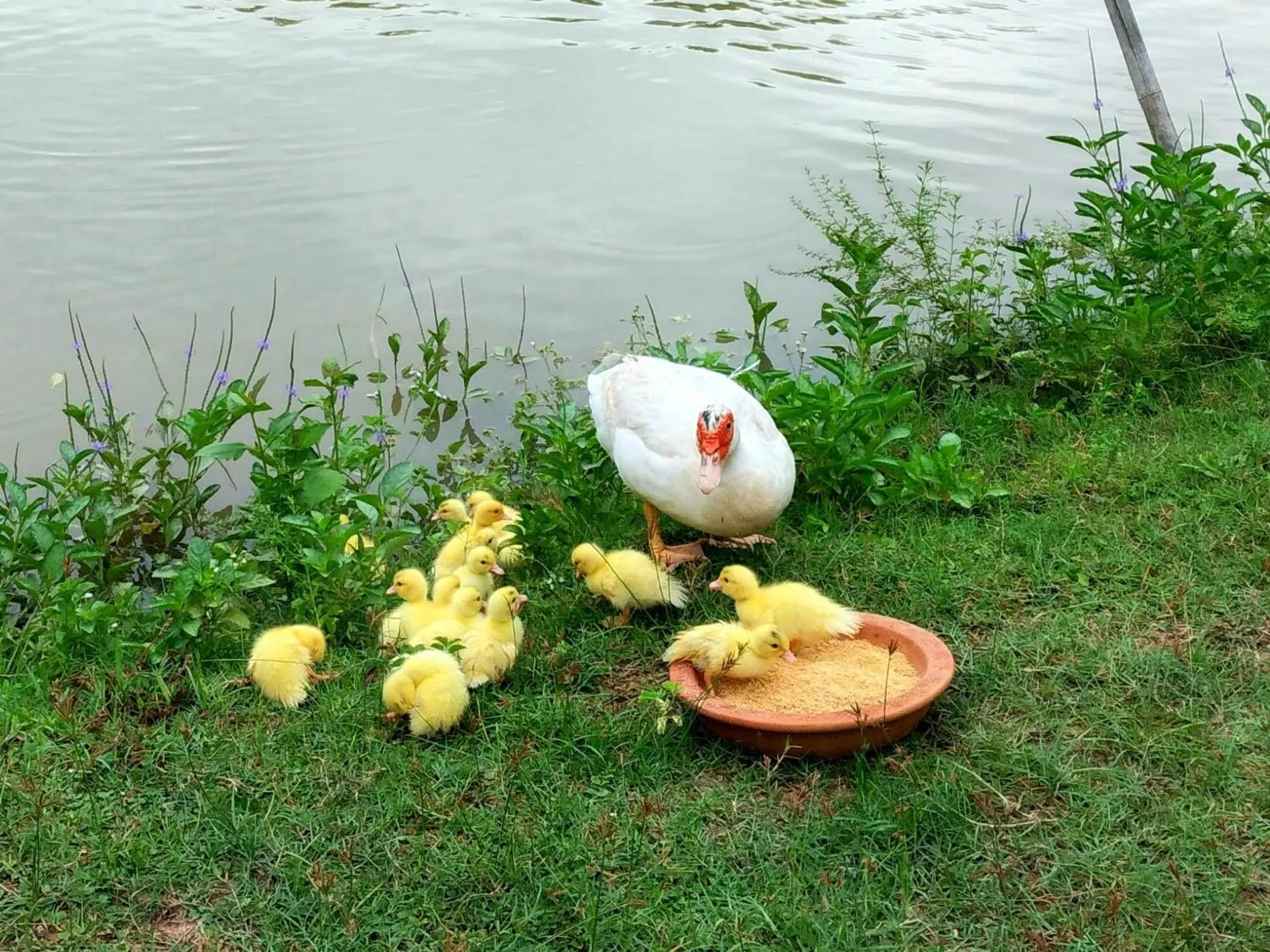 Fishing in Rungnara pool villa