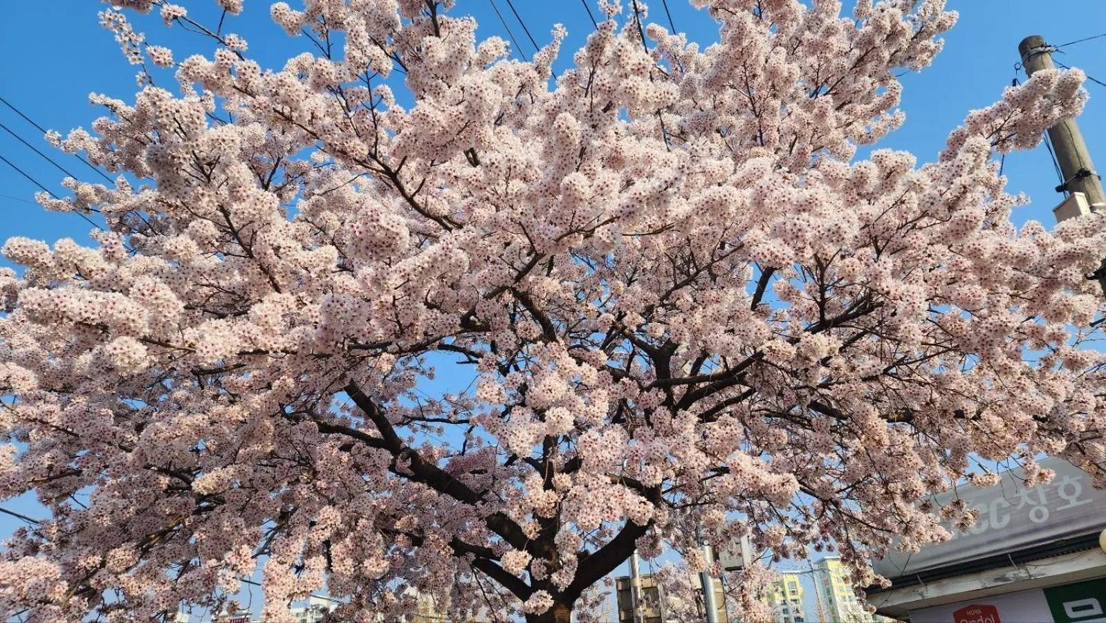 Spring in SL Hotel Gangneung