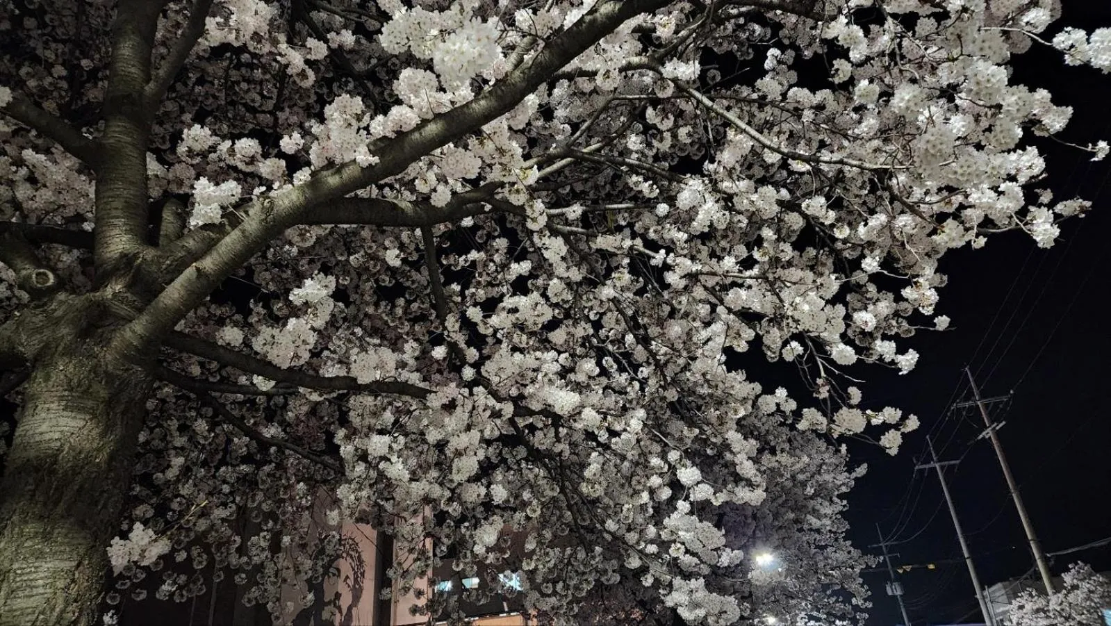 Spring in SL Hotel Gangneung