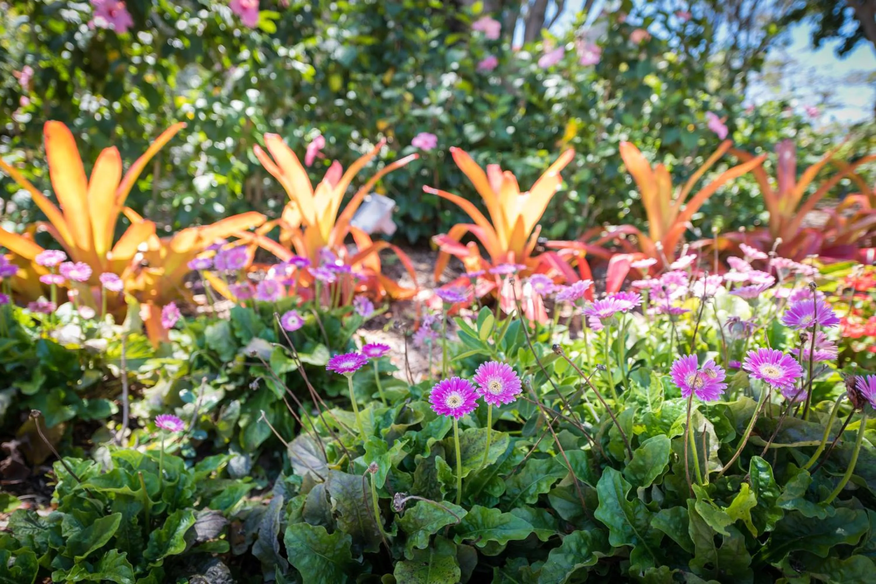 Garden in Sanibel Moorings Resort