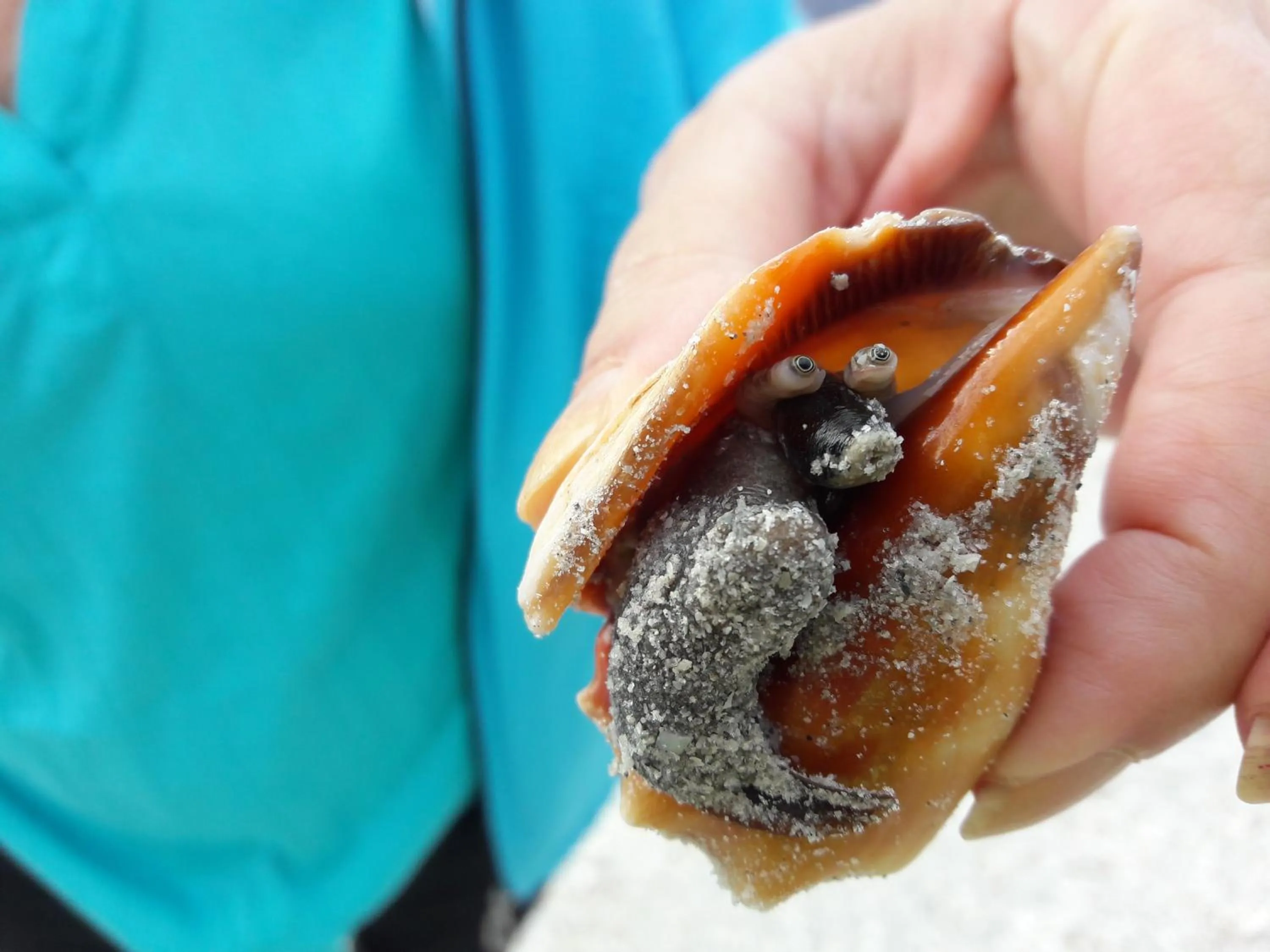 Activities, Food in Sanibel Moorings Resort