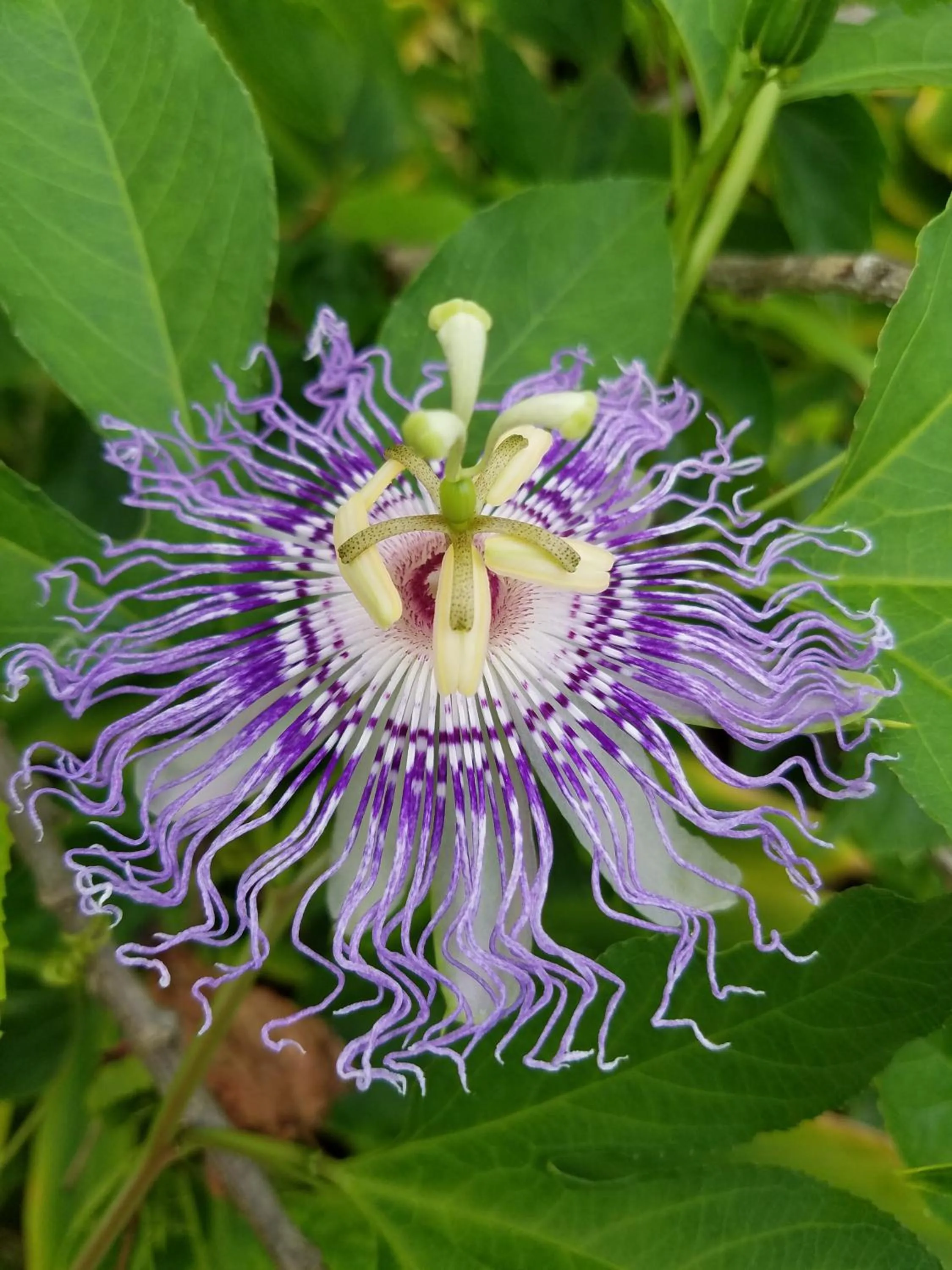 Garden in Sanibel Moorings Resort