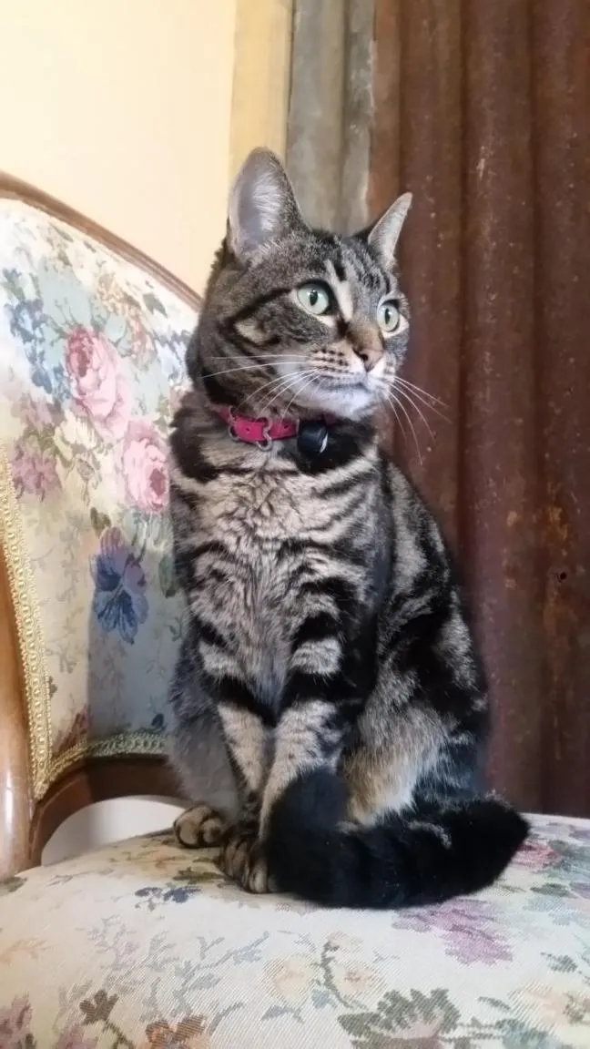 Pets in Designer Cottage