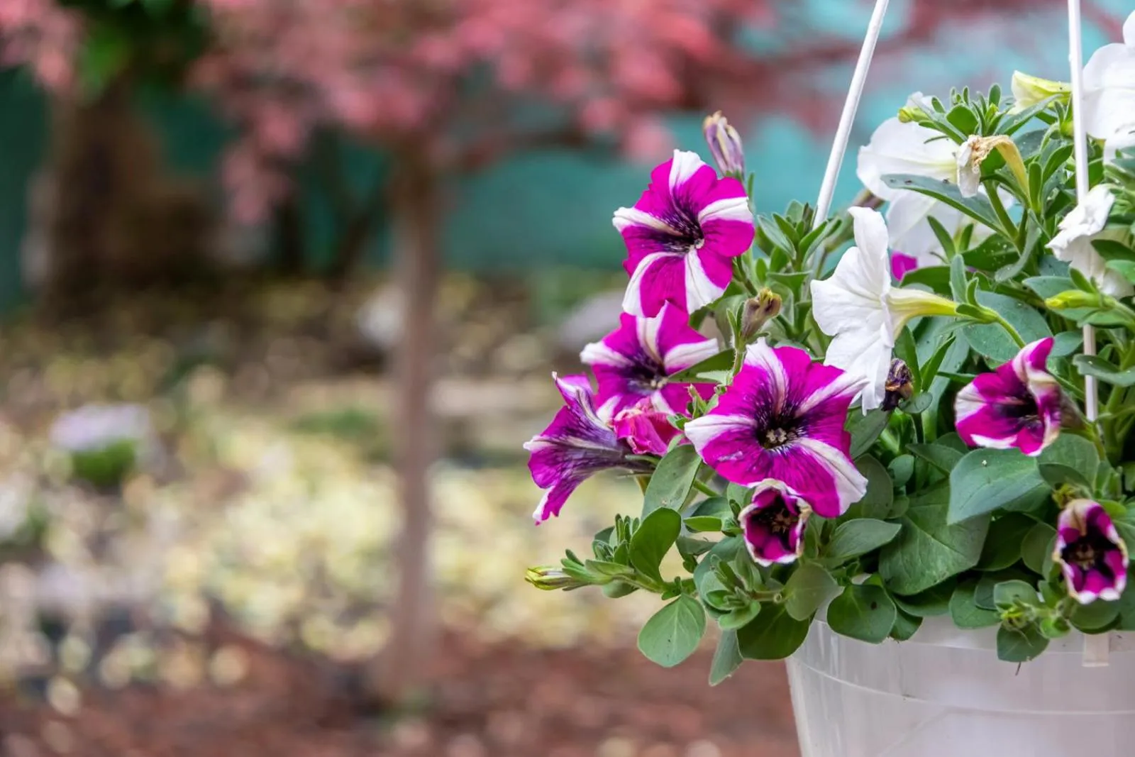 Garden in Hotel Casa Boccassini