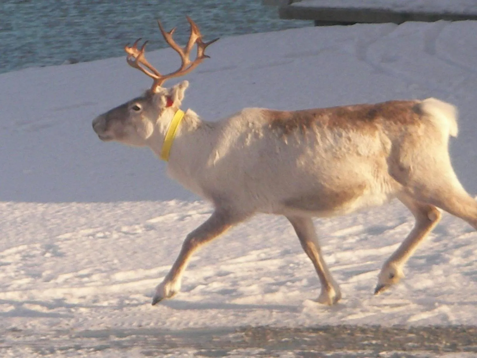 Animals in Sandtorgholmen Hotel - Best Western Signature Collection
