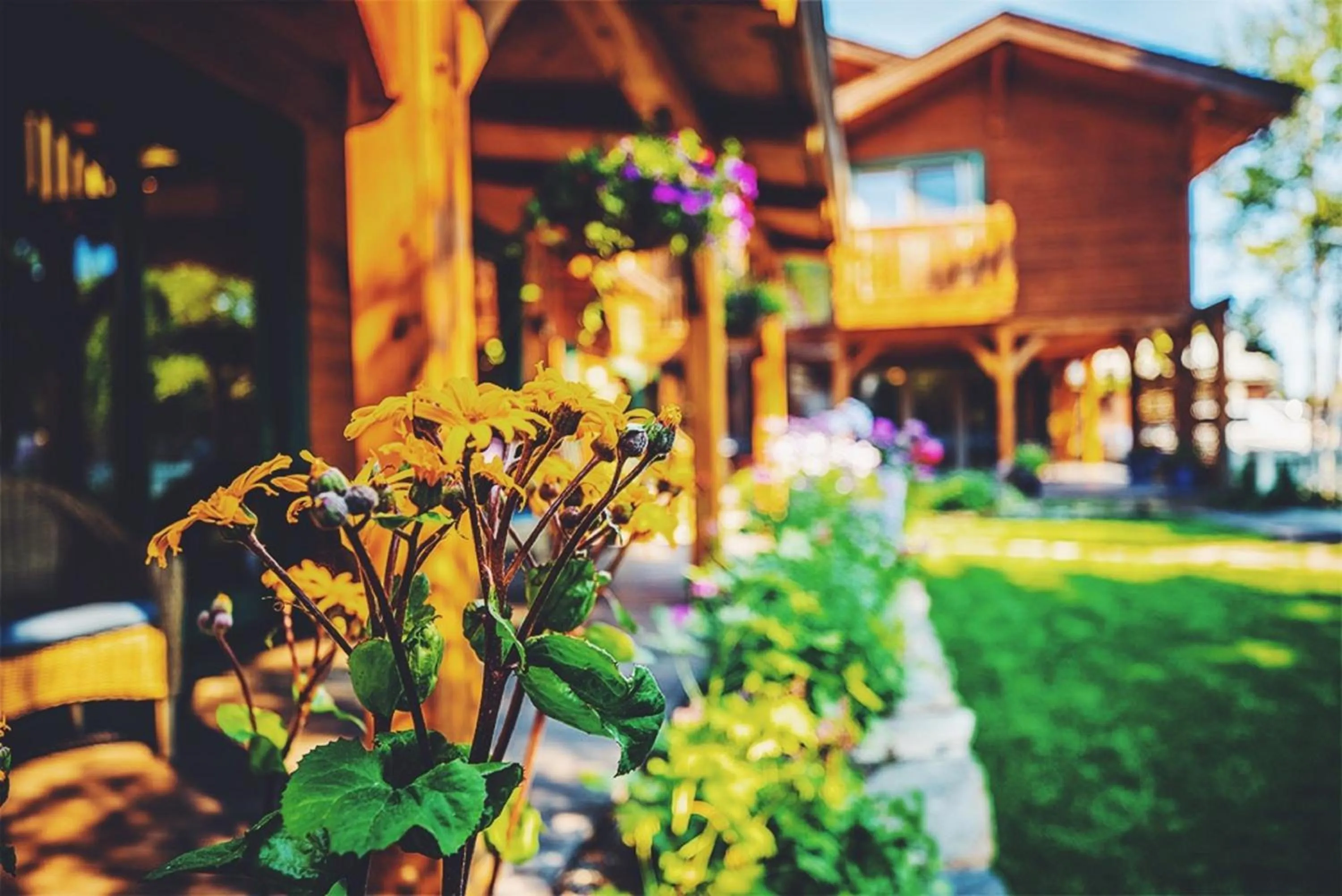 Property building in The Alpine House