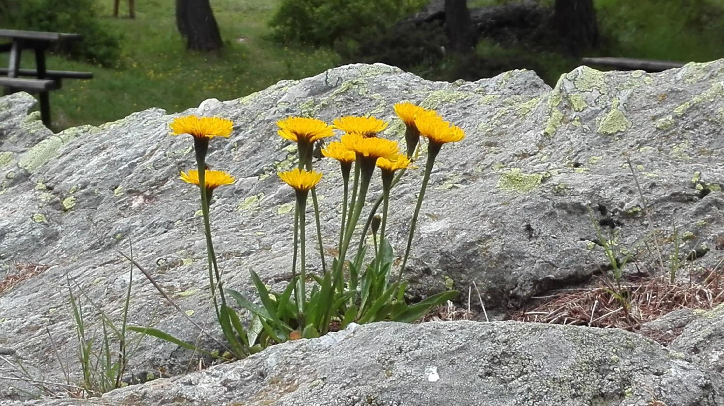 Natural landscape in Albergo Meublè Stelvio