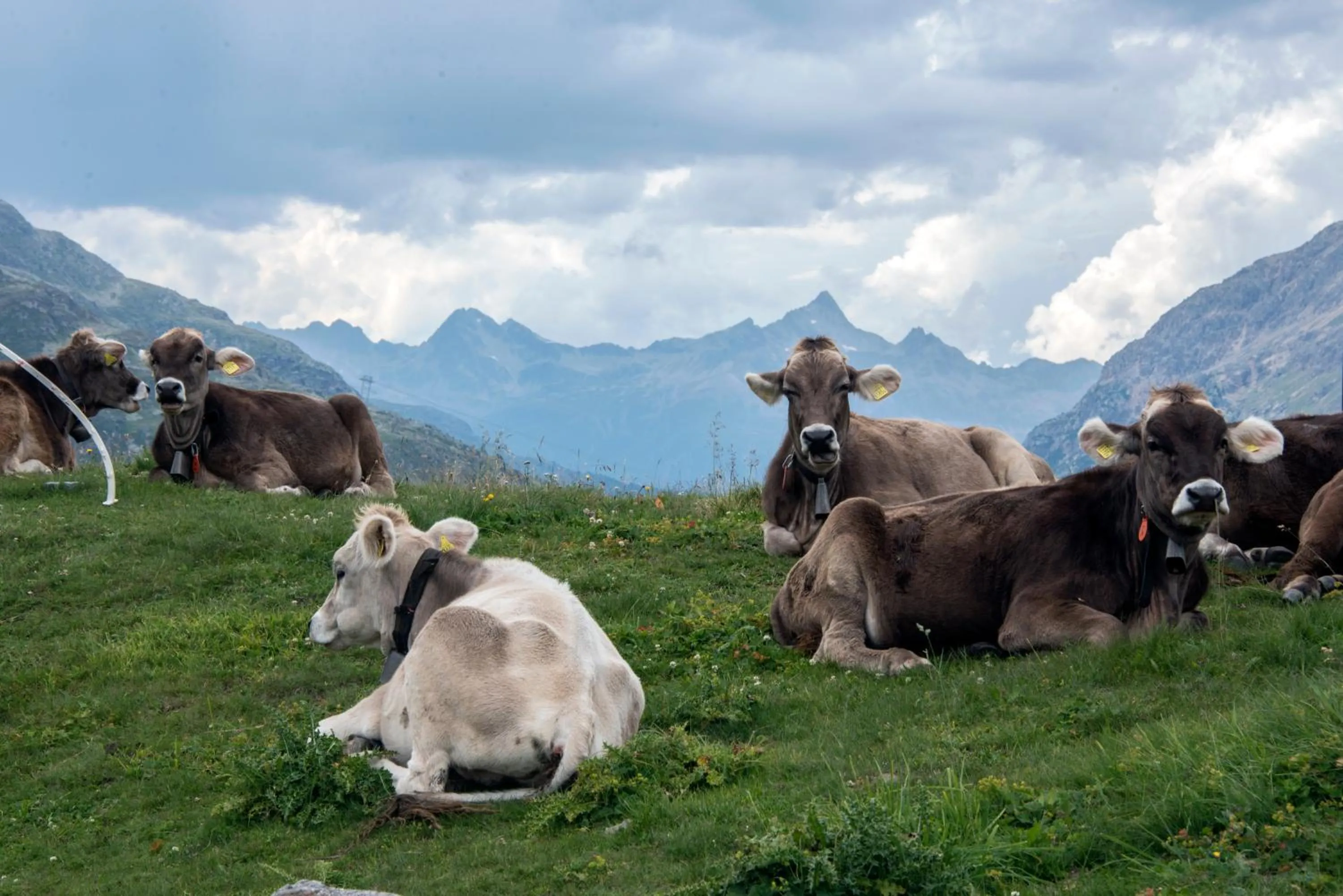 Pets in Albergo Meublè Stelvio