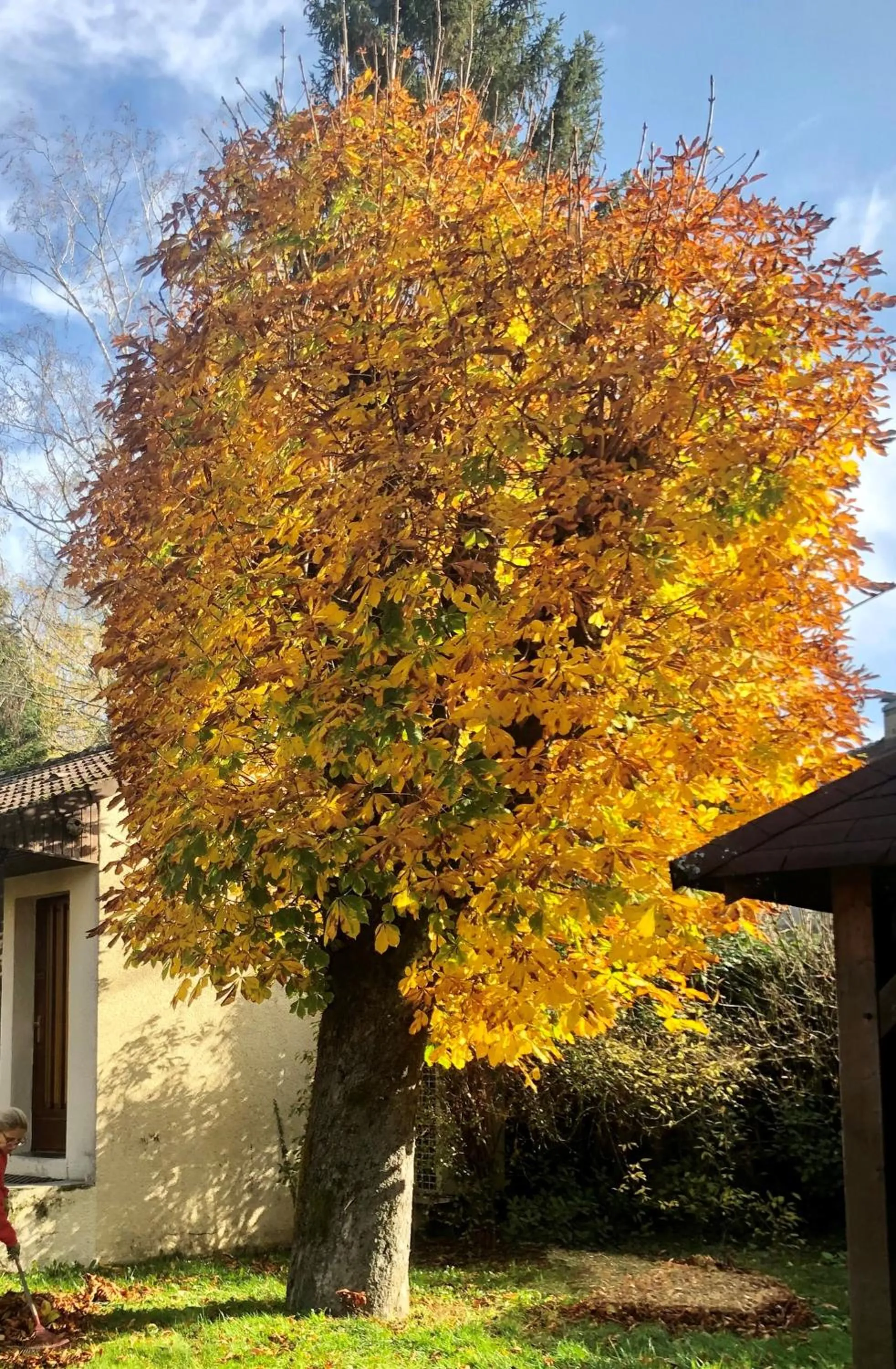 Garden view in Les Tilleuls Montbeliard Sud Audincourt