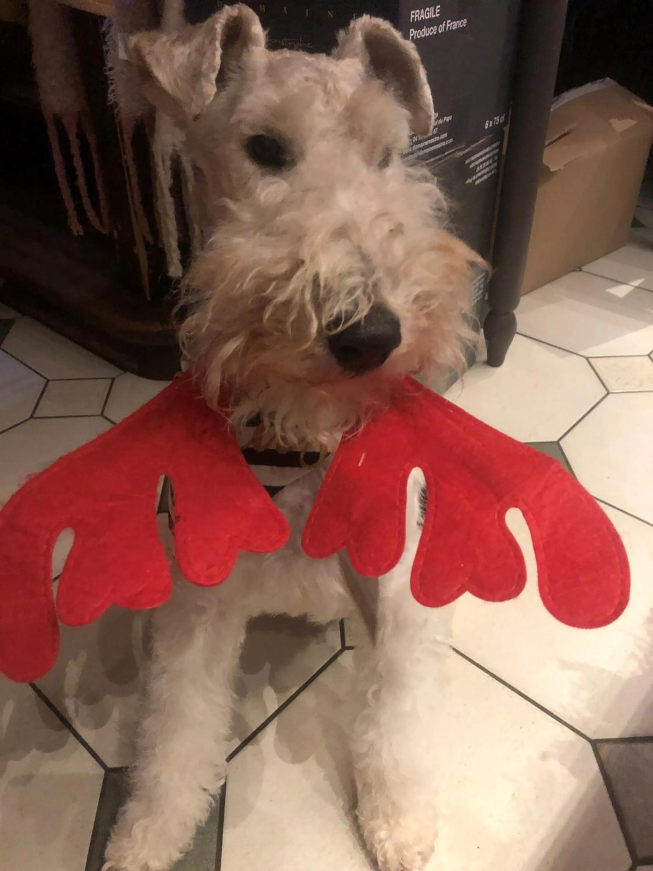 Pets in Les Tilleuls Montbeliard Sud Audincourt