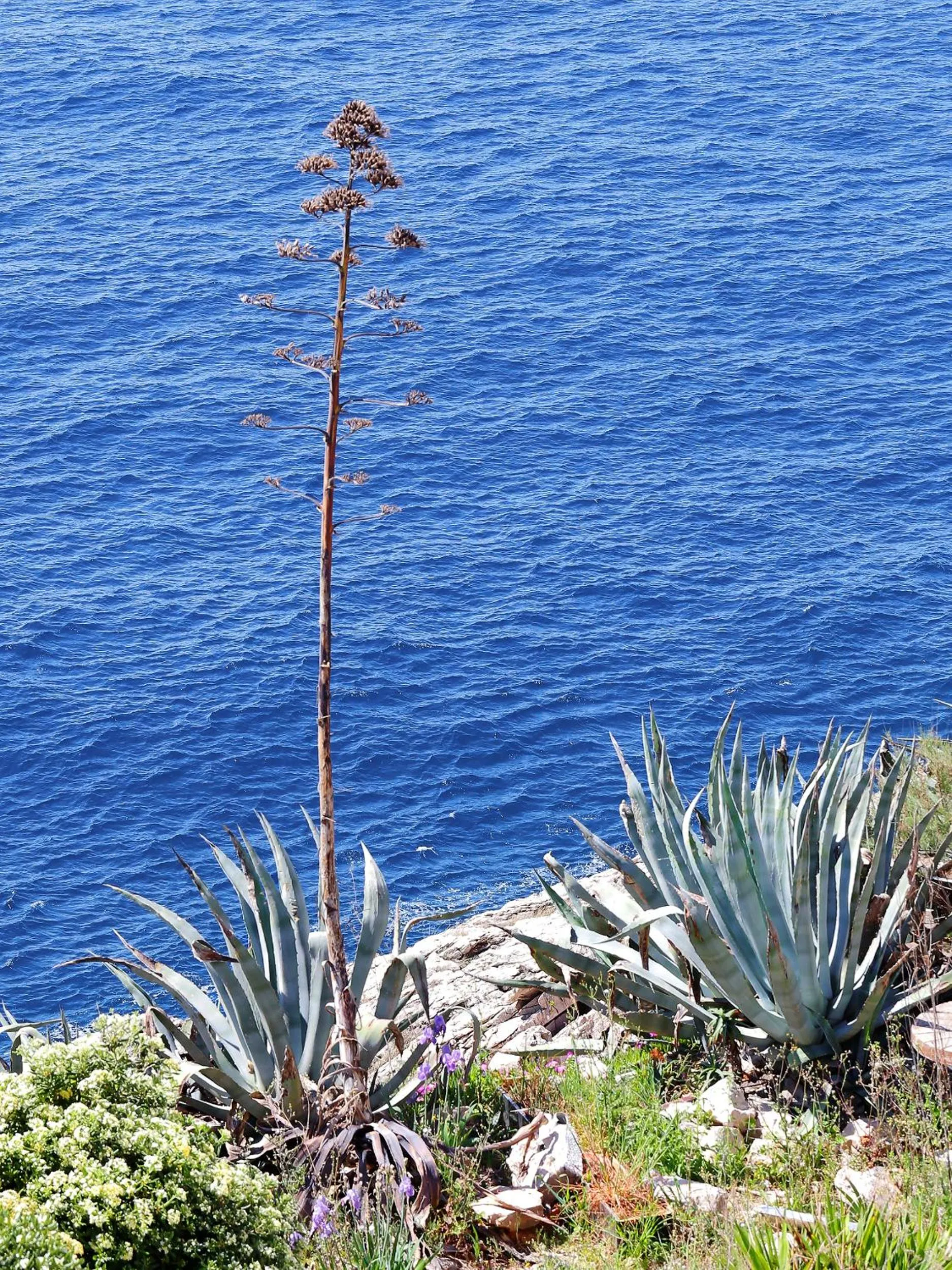 Sea view in Kate's Place