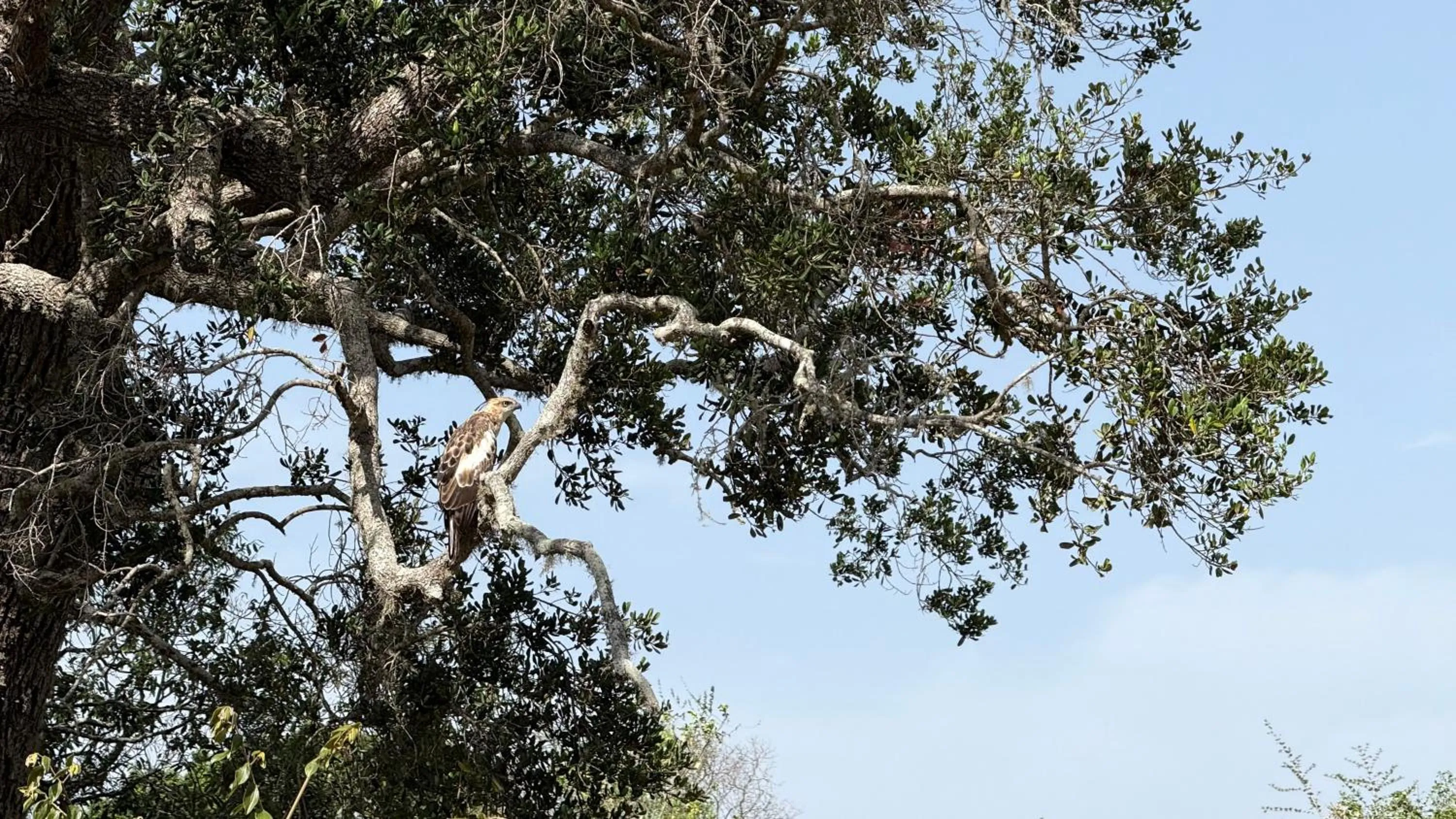 Natural landscape in Nyne Hotels Mayur Lodge - Yala - All Inclusive