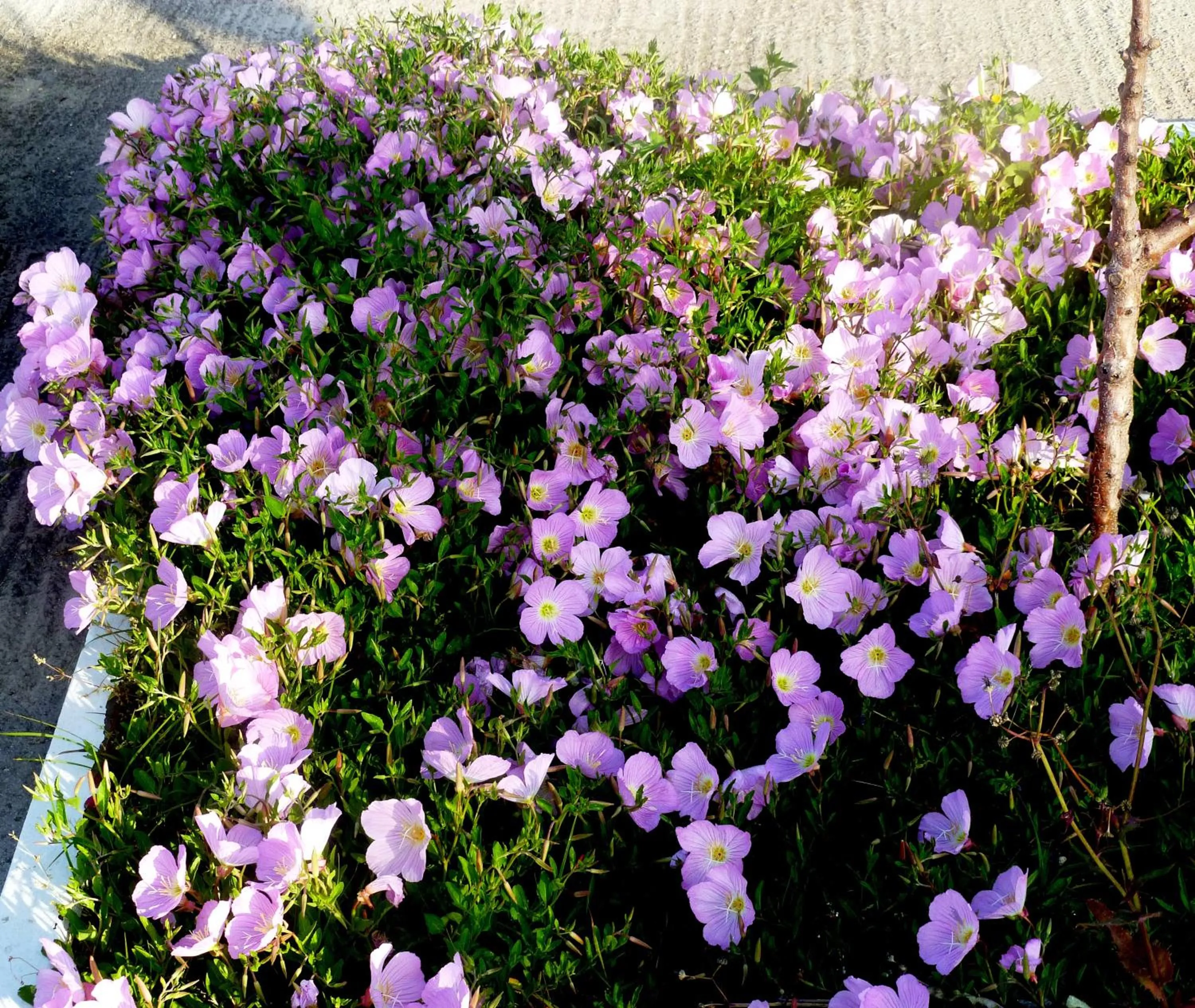 Decorative detail in Paraschos Studios Kos