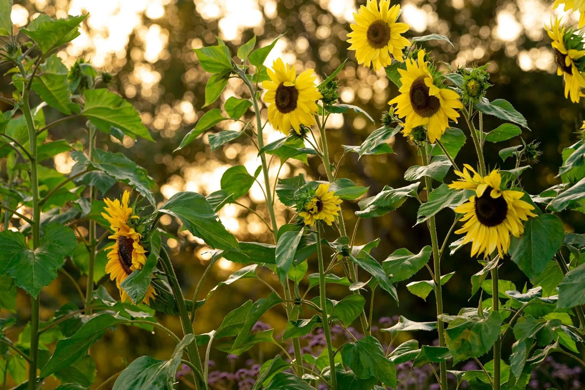 Garden in Villa Gransholm