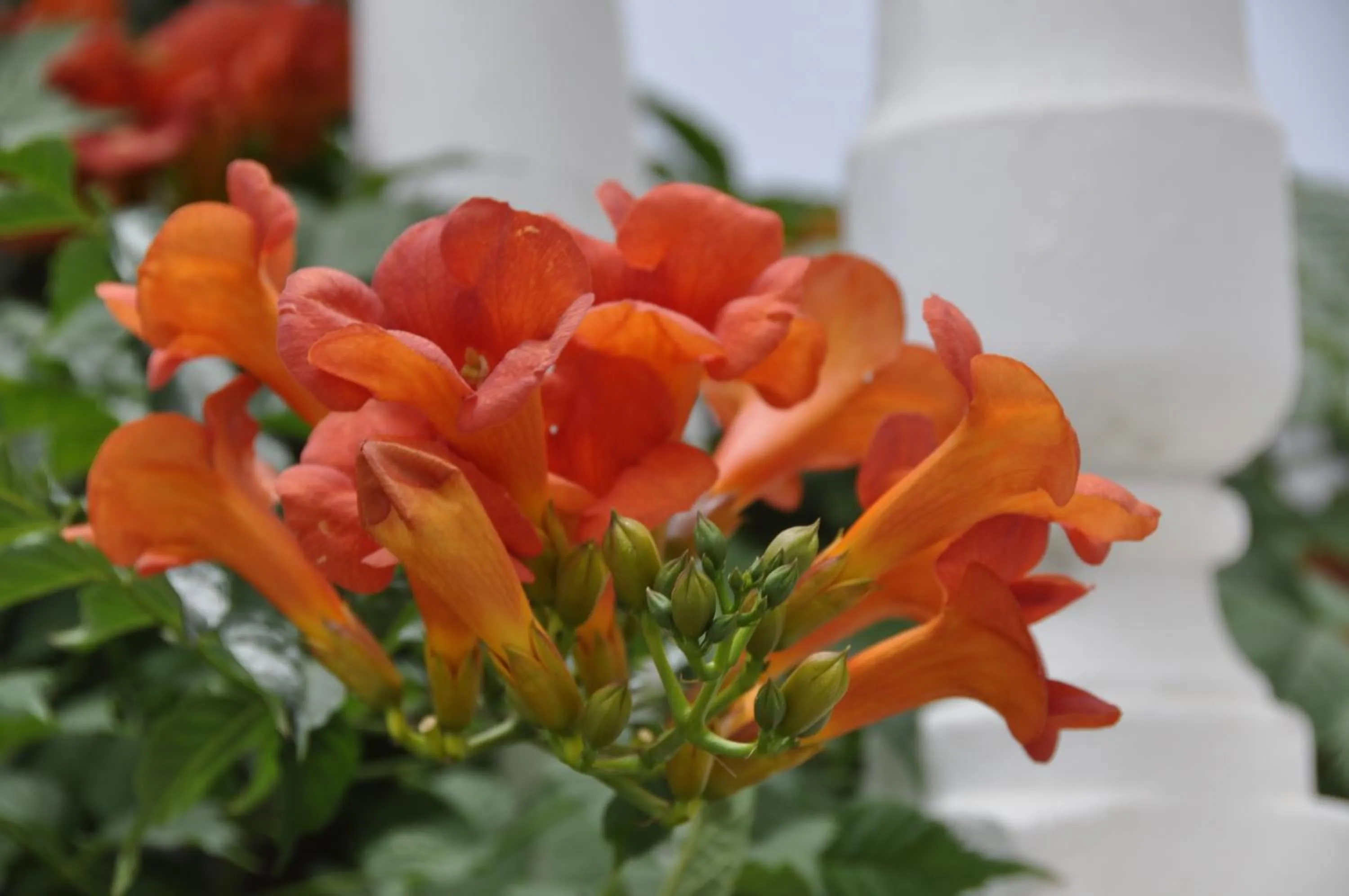 Decorative detail in Boutique Hotel Mamabels