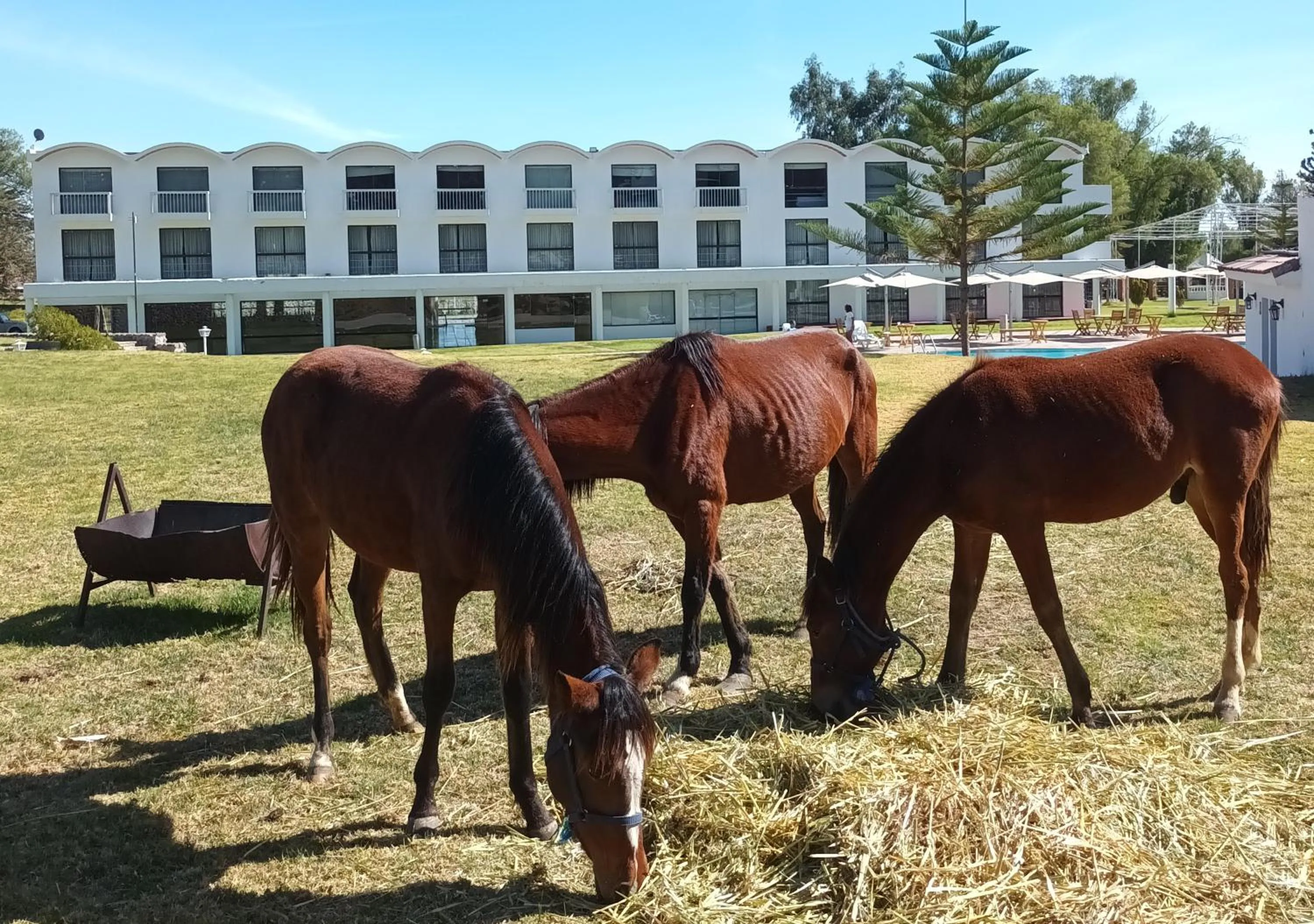 Animals in BTH Hotel Arequipa Lake