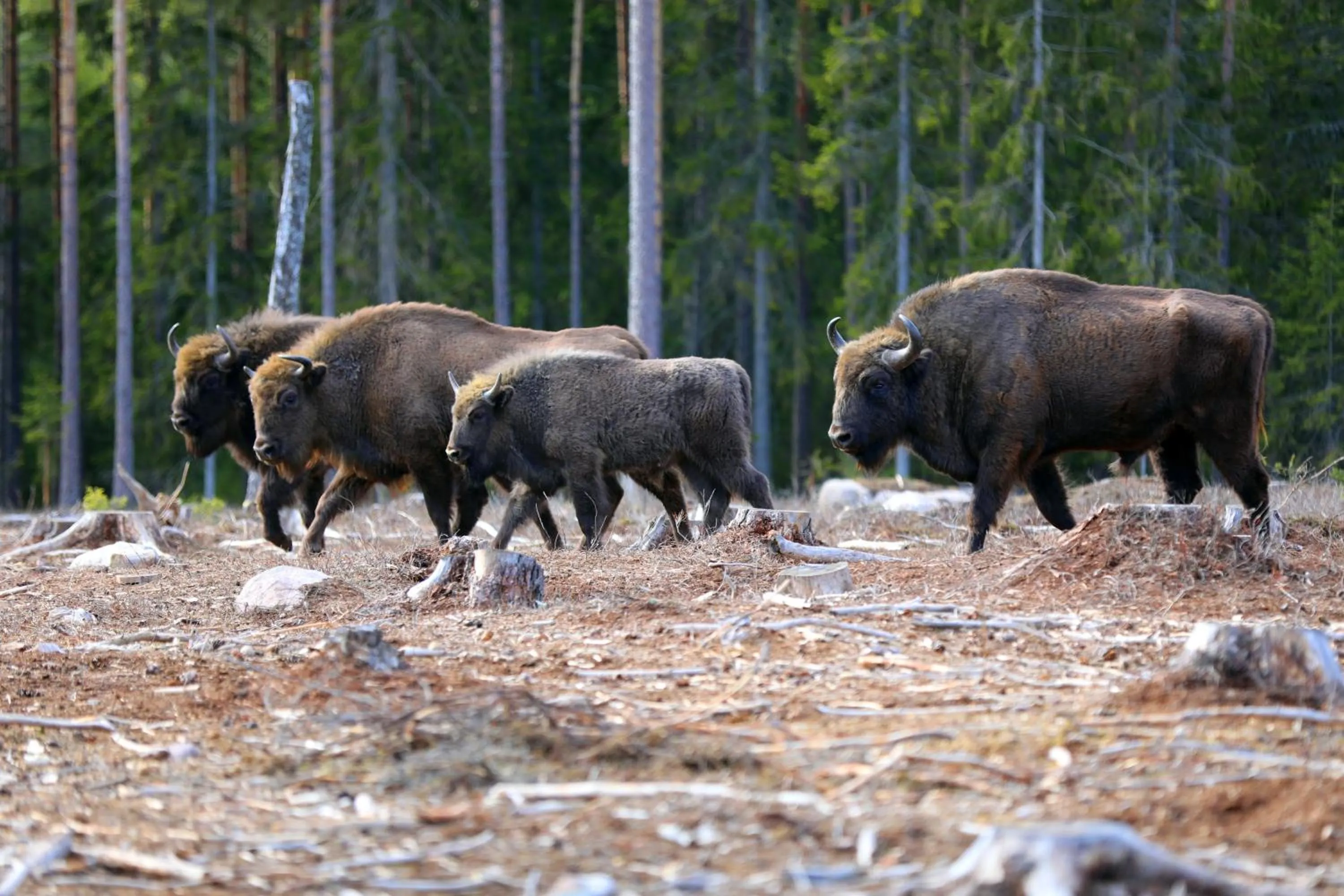 Nearby landmark in Kosta Lodge